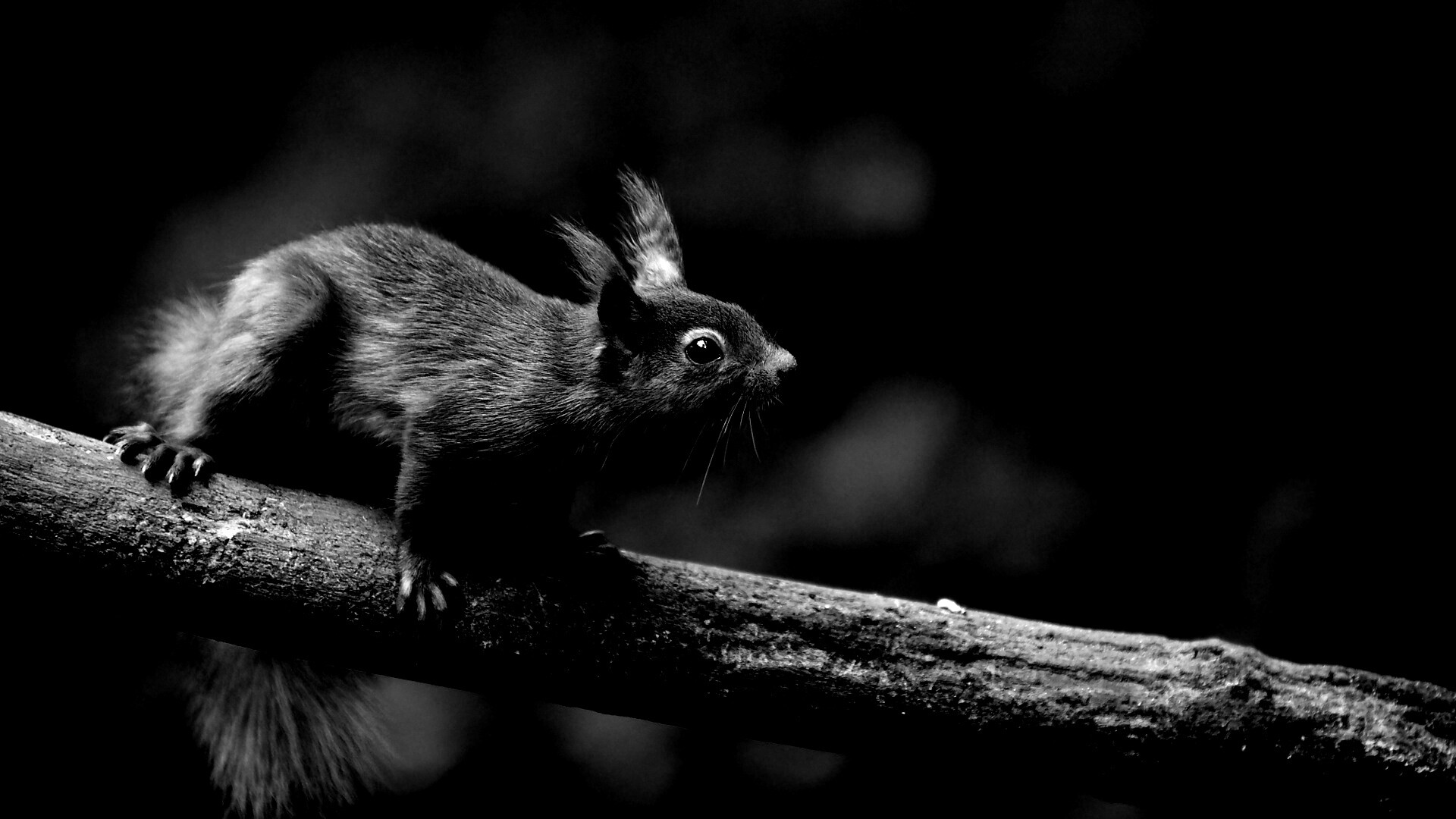 Белочка на ветке обои