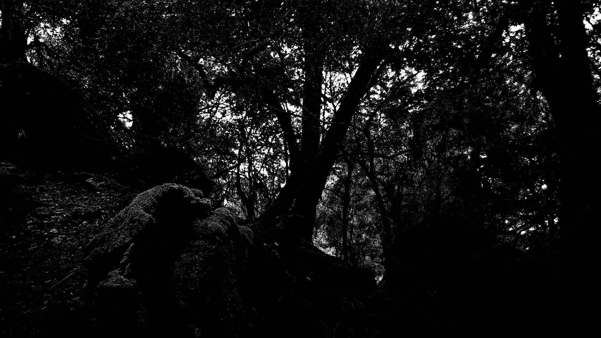 Чаща мшистого леса обои