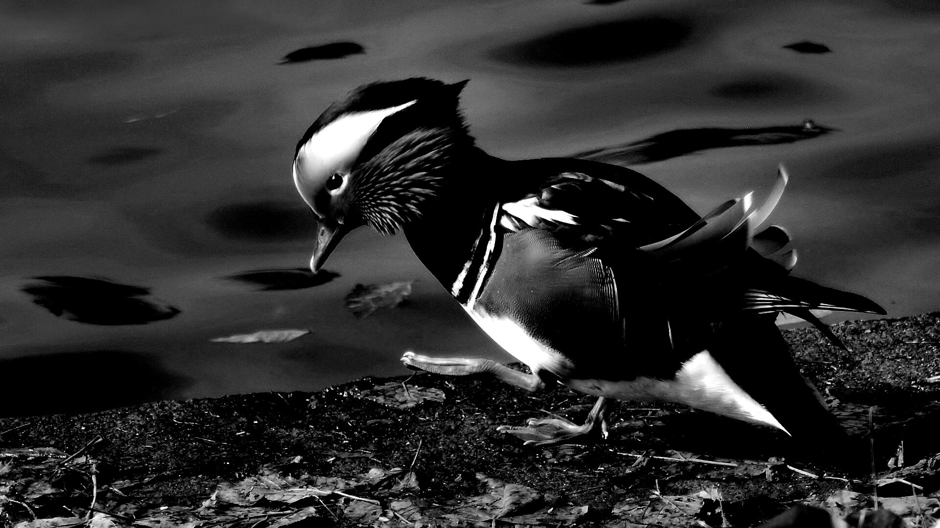 Уточка - мандаринка обои