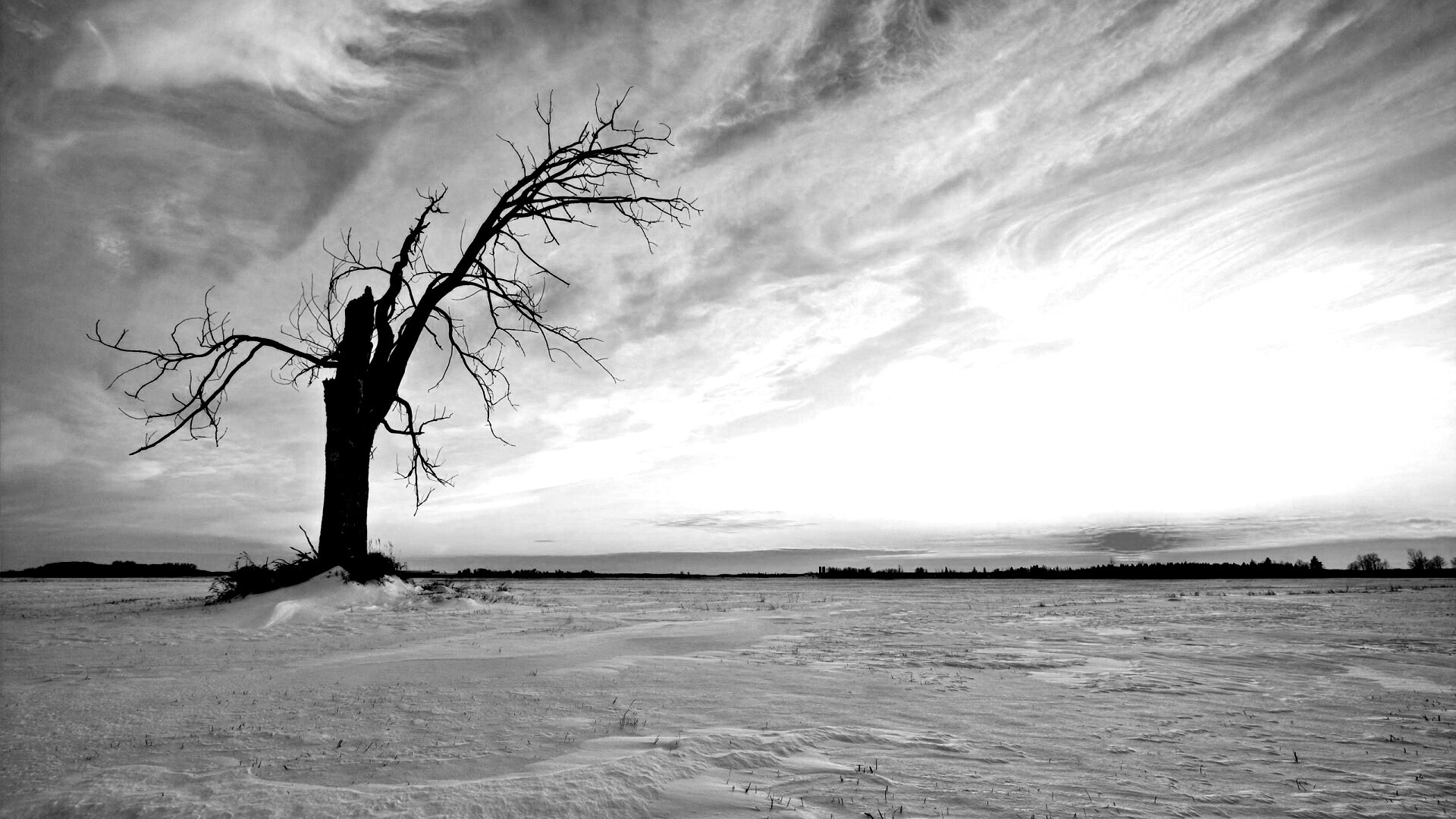 Сломанное дерево в снежной тундре обои