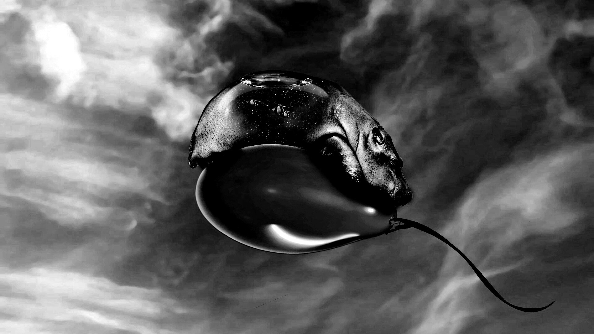 Водяной гиппопотам на шарике обои