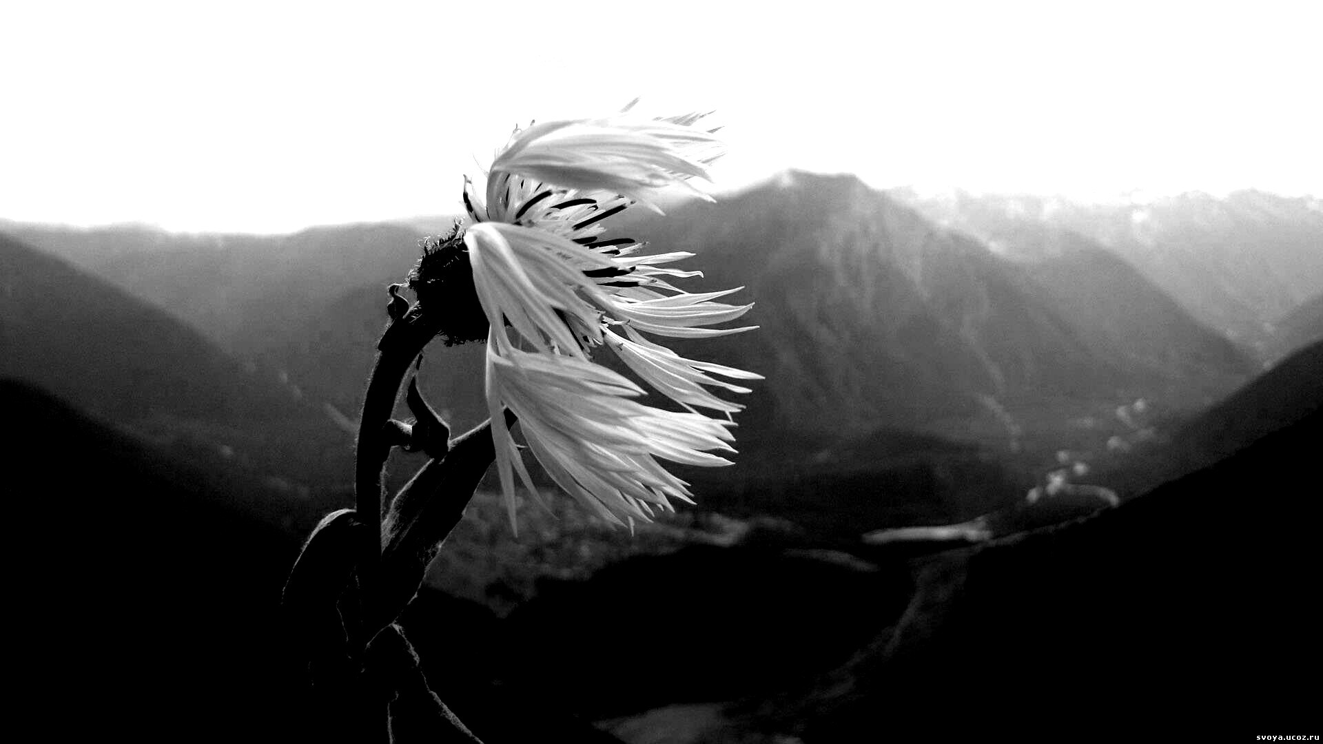 Горный цветок обои