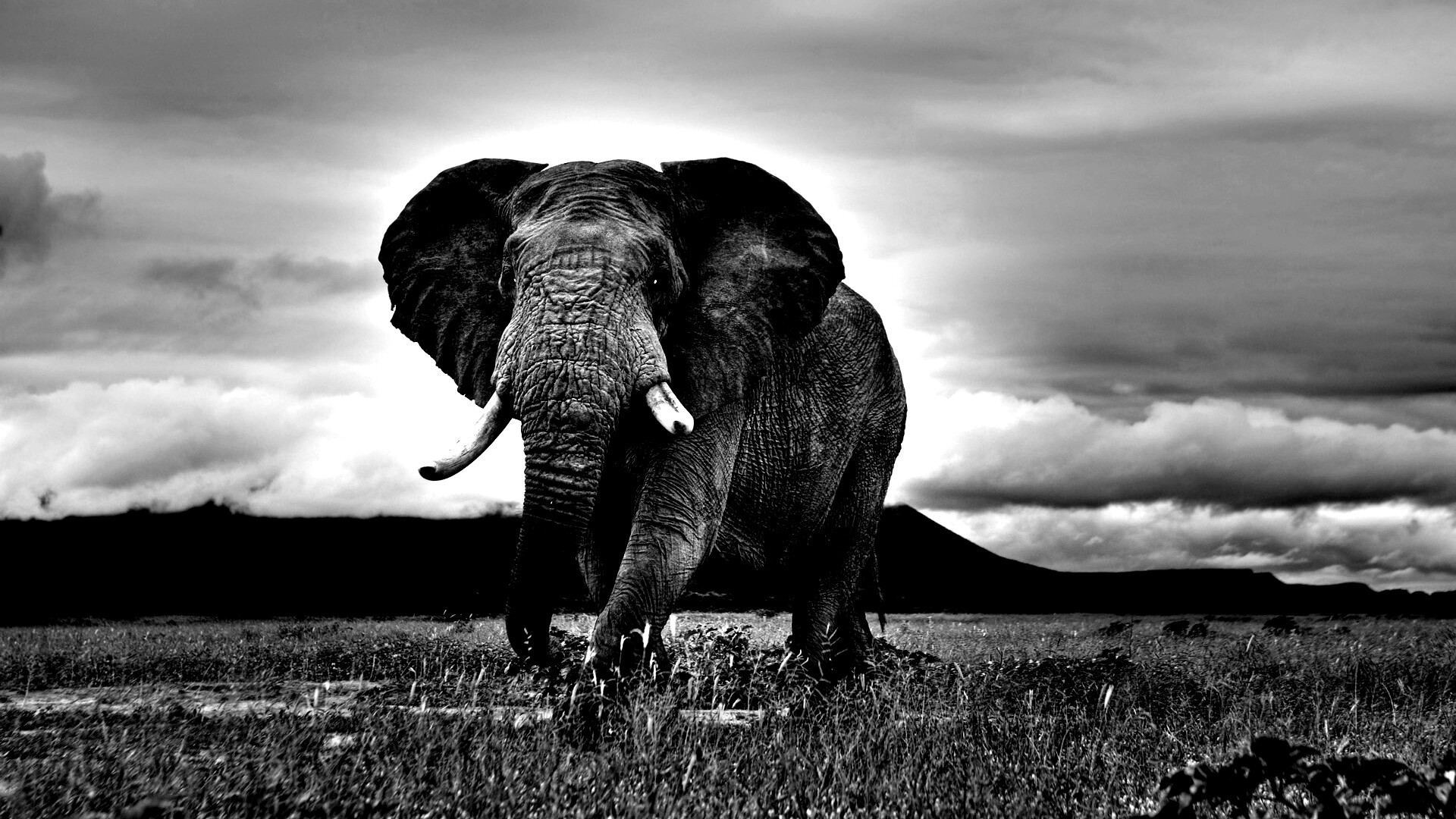 Слон на прогулке обои