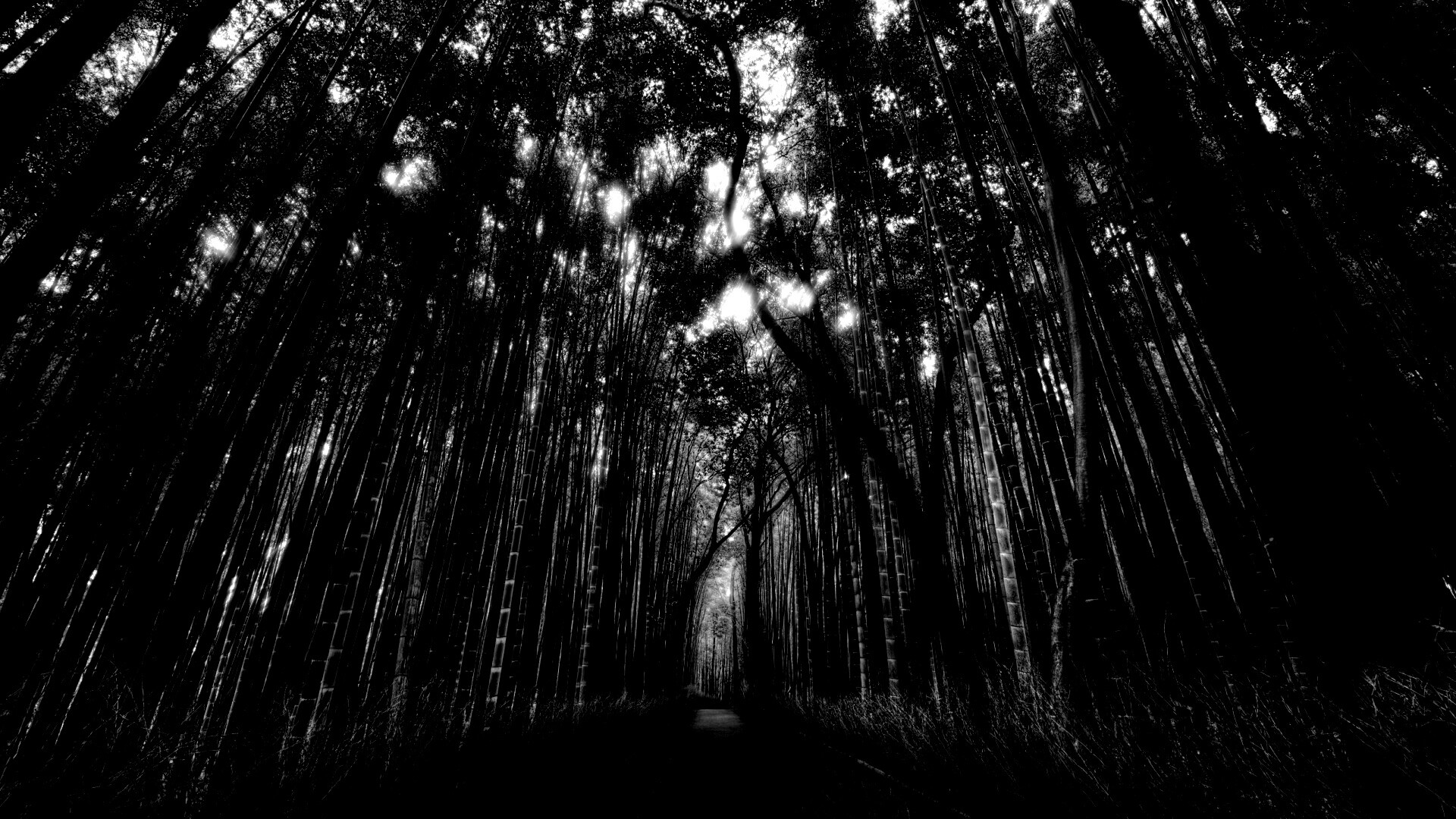 Дорога в тростниковых зарослях обои