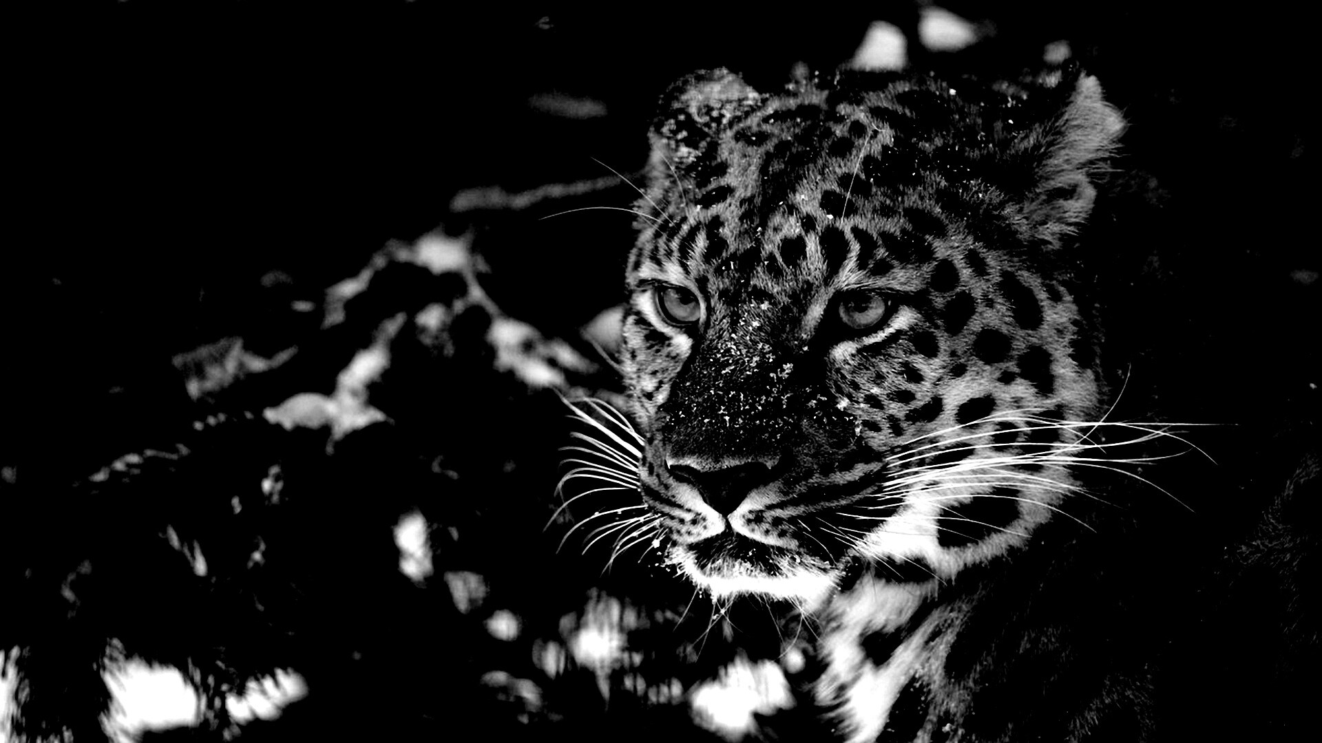 Леопард у заснеженной ели обои