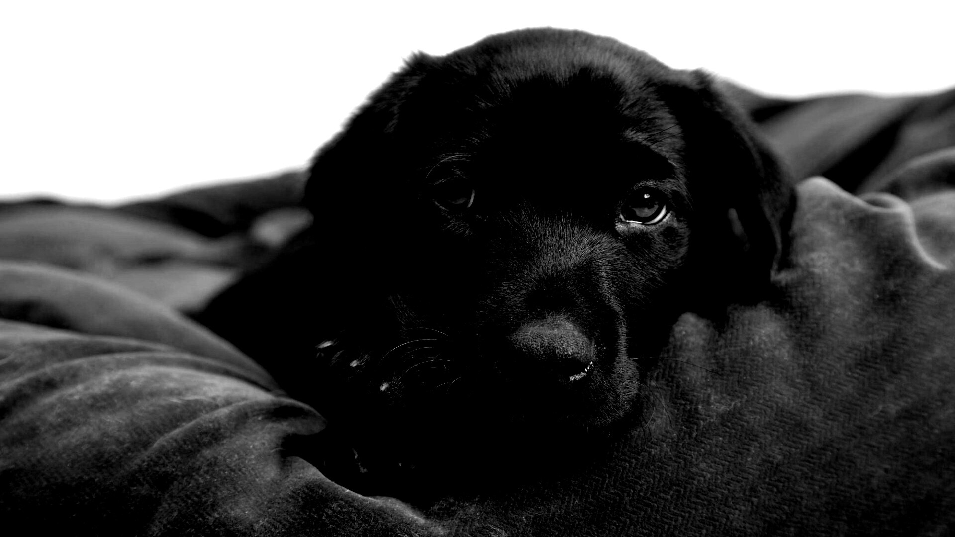 Сонный щенок немецкого поинтера обои