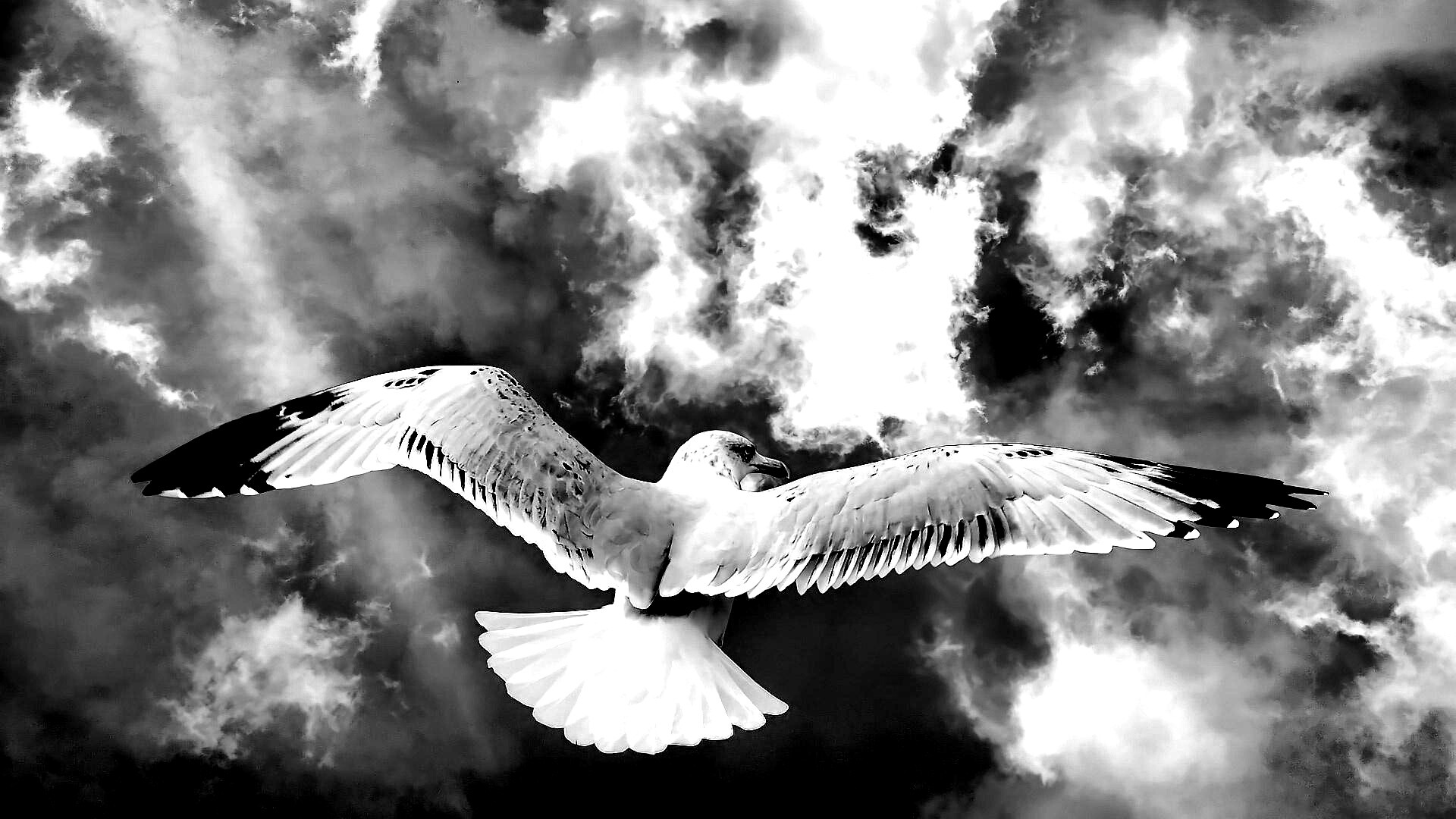 Гордая птица в полете обои