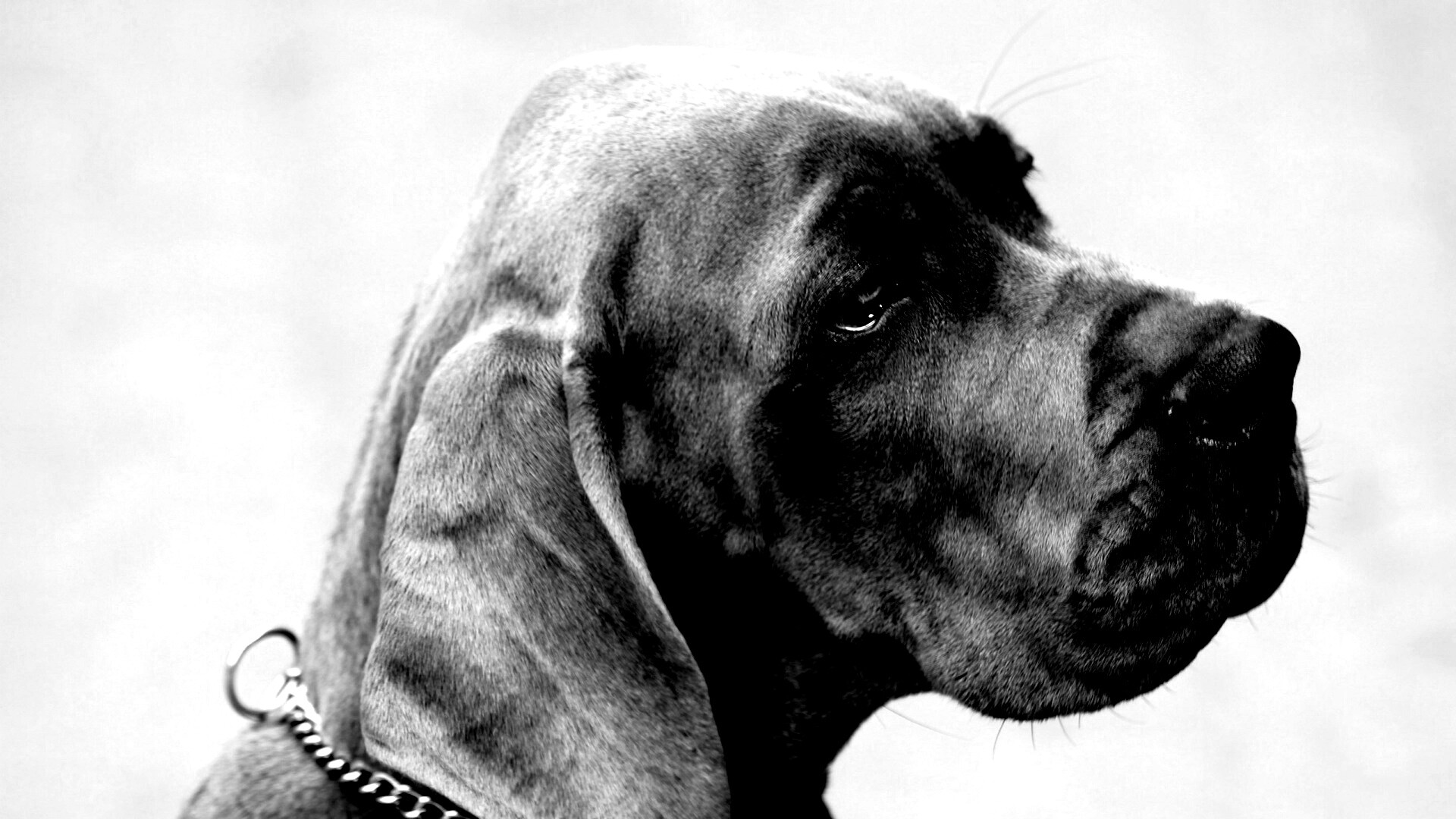 Грустная собака обои