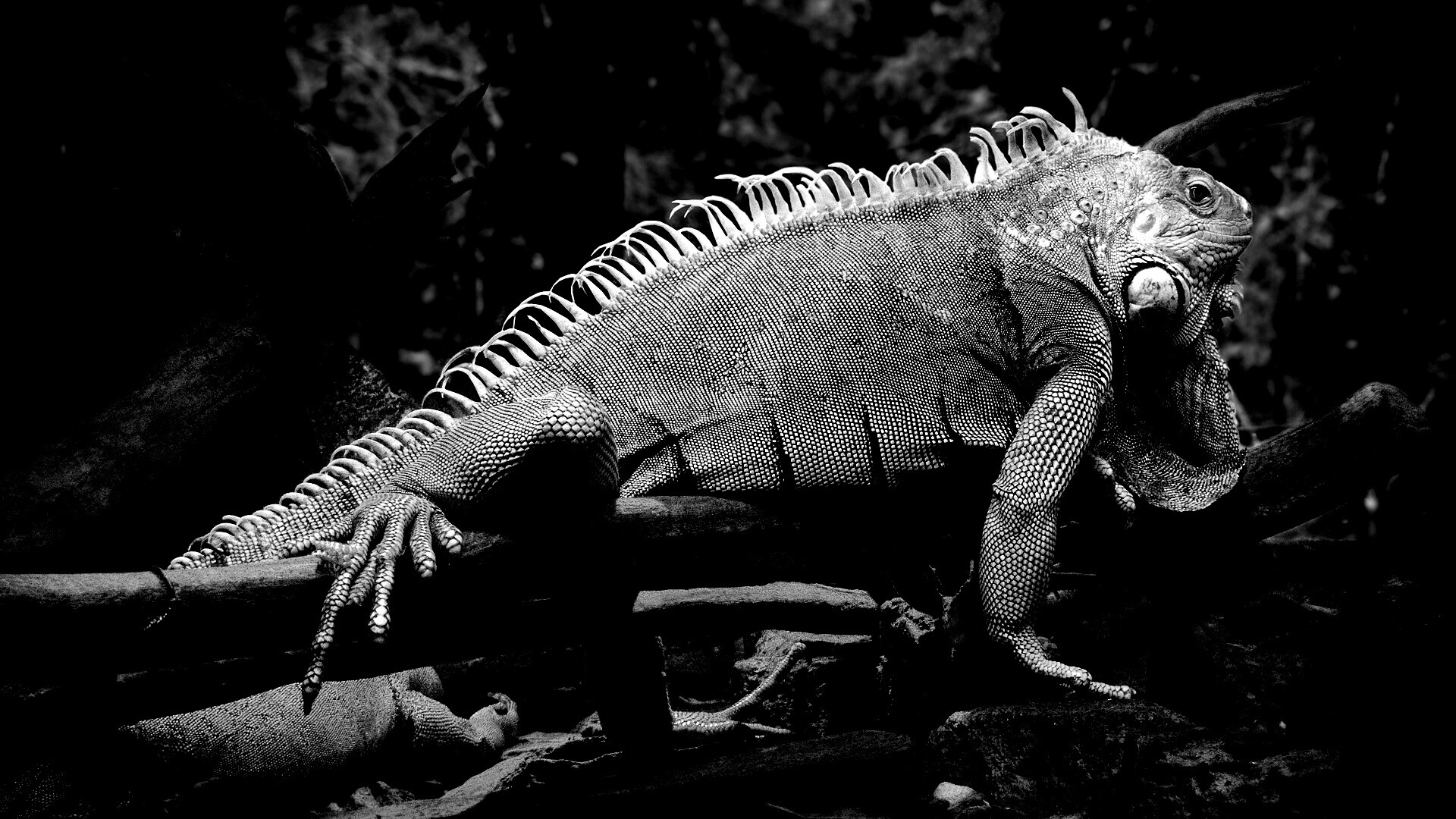 Большая игуана обои