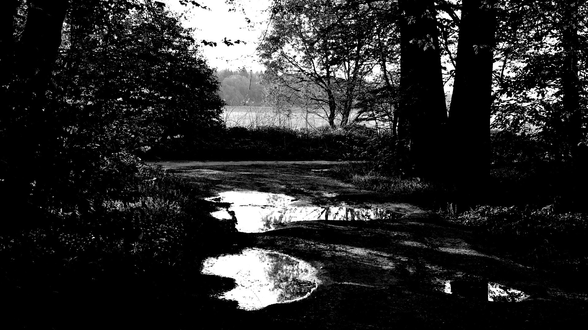 Лесная дорога обои