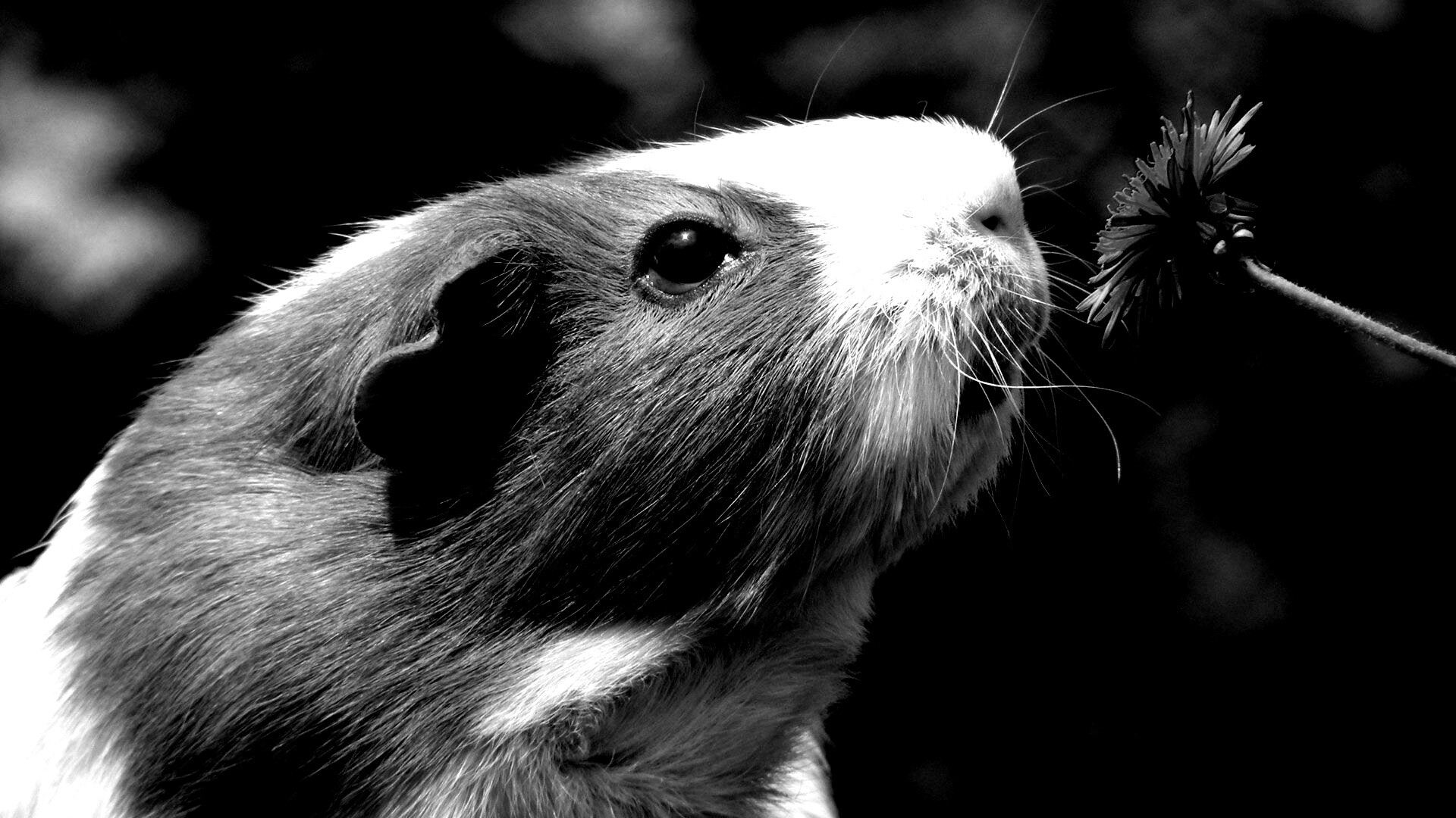 Морская свинка - романтик обои