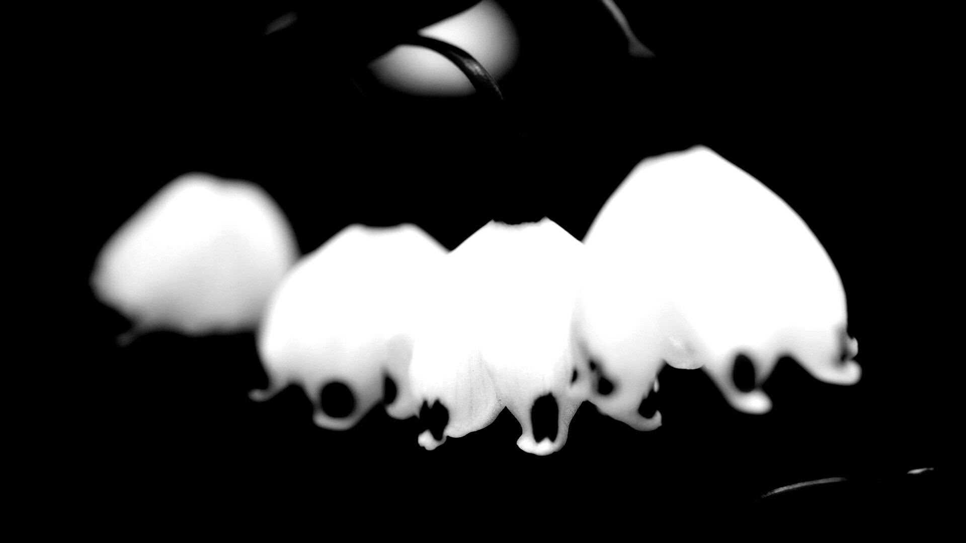 Белые ландыши обои