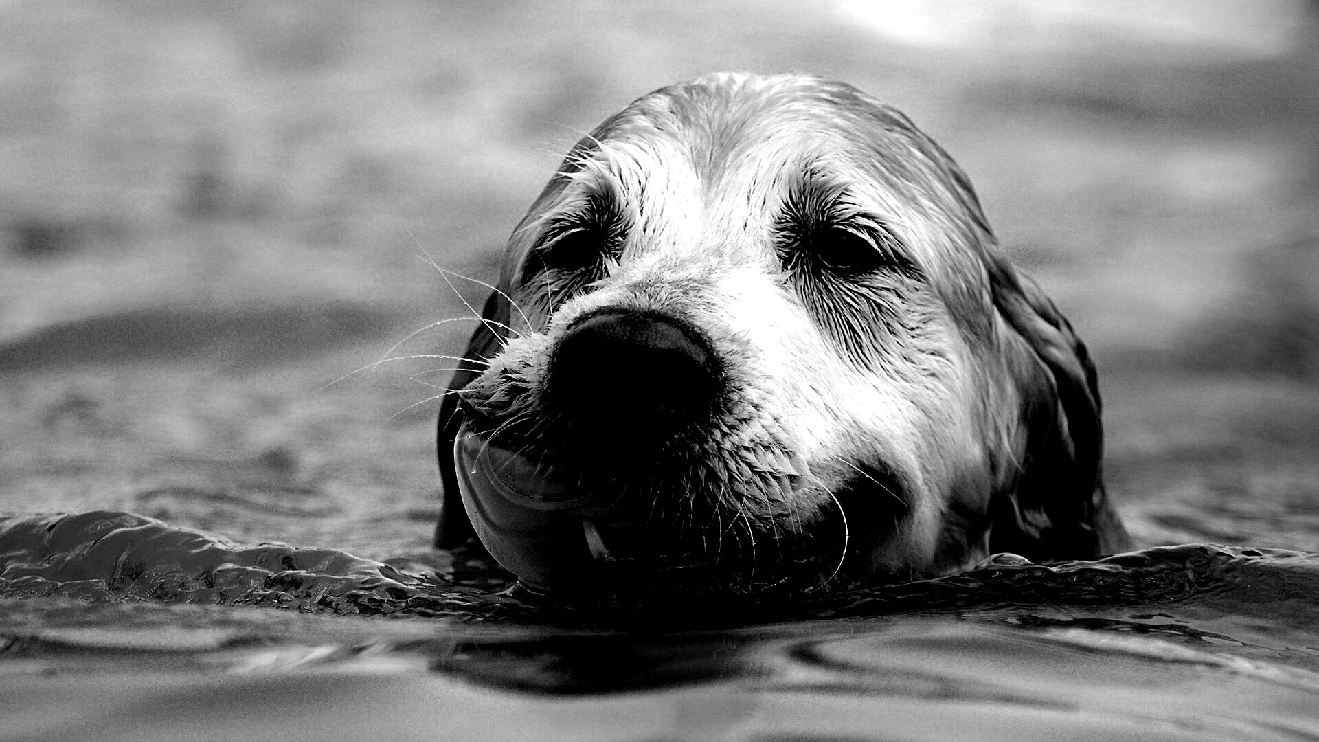 Пёс с игрушкой в зубах обои