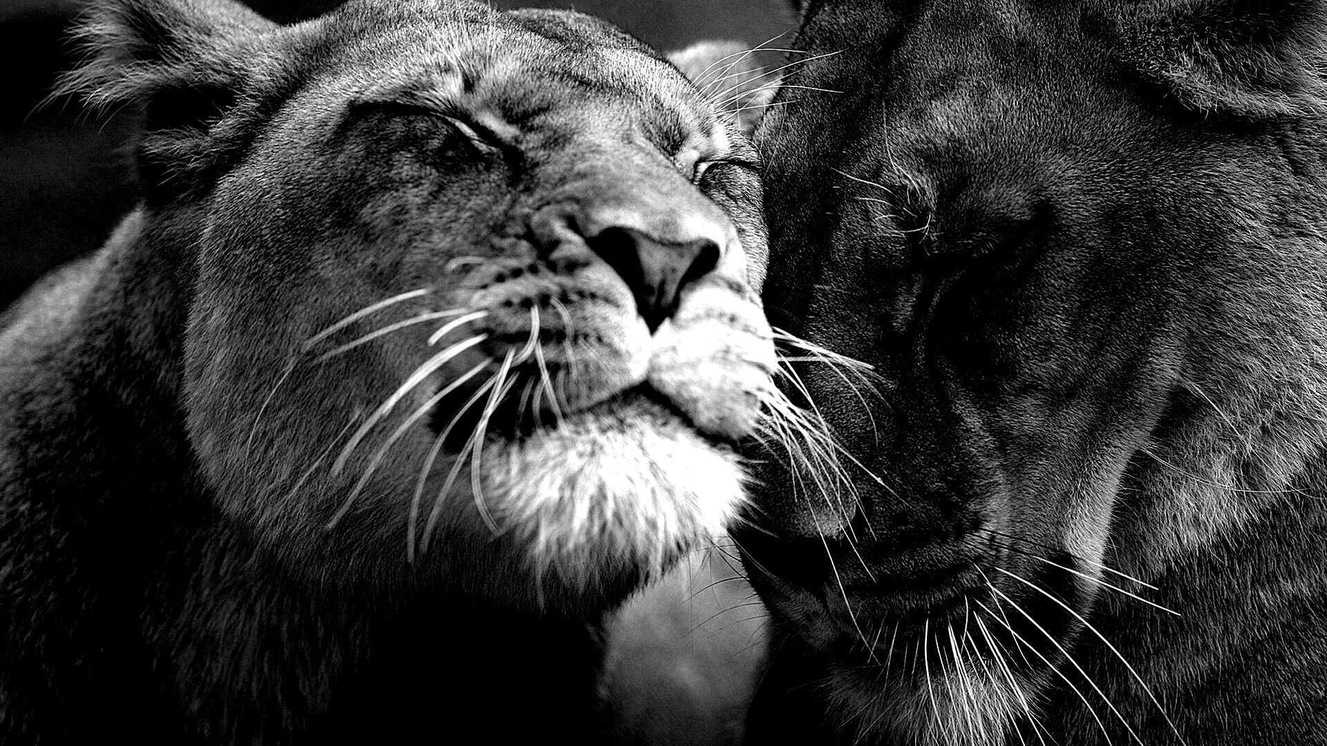 Нежные львы обои