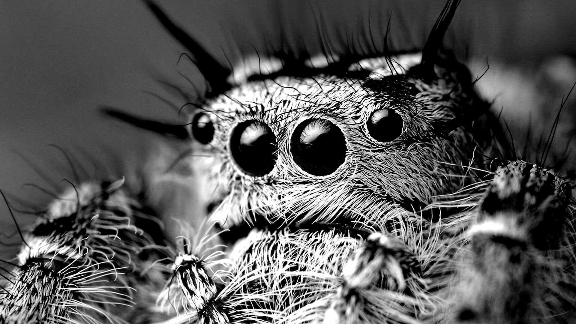 Паук в макро обои