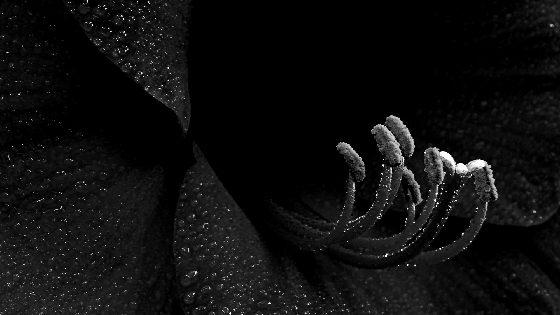 Красная манящая лилия обои