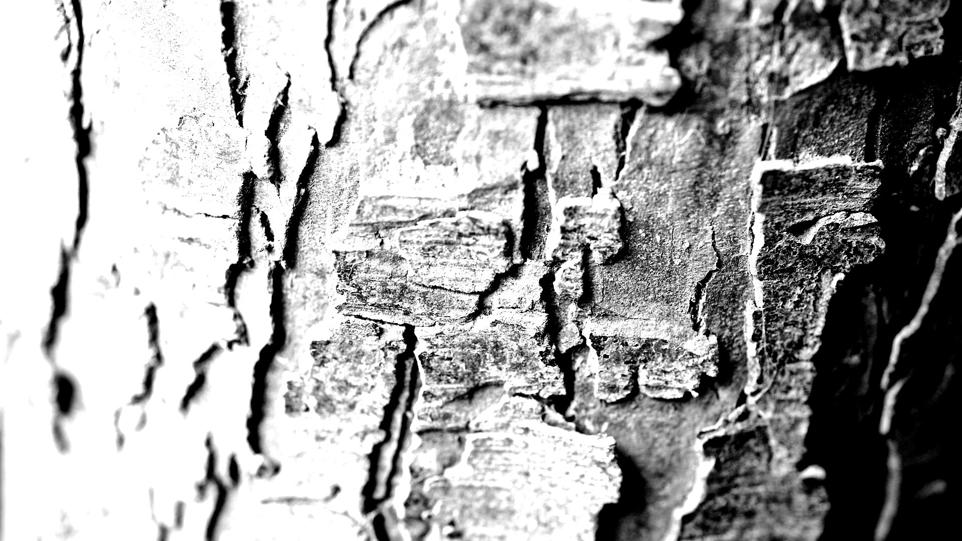 Белая кора обои