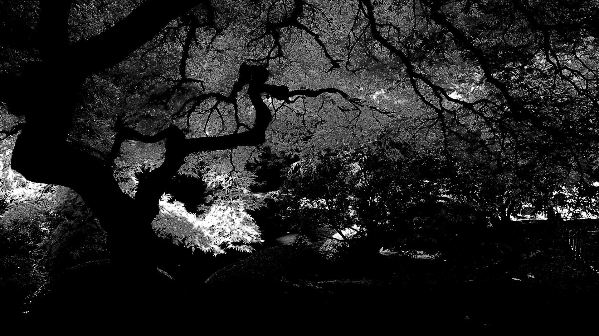 Под оранжевой кроной обои