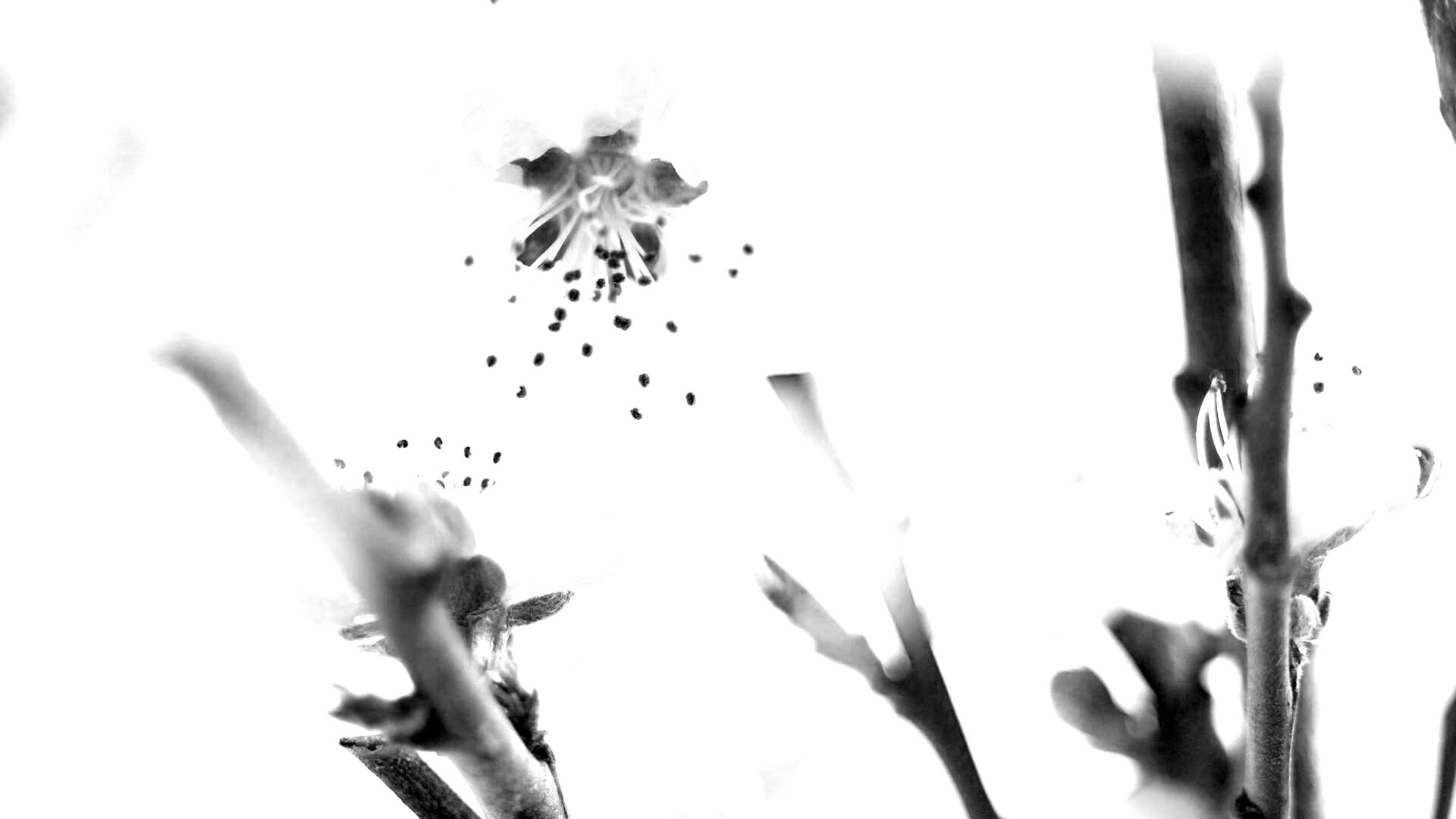 Нежные розовые цветы обои