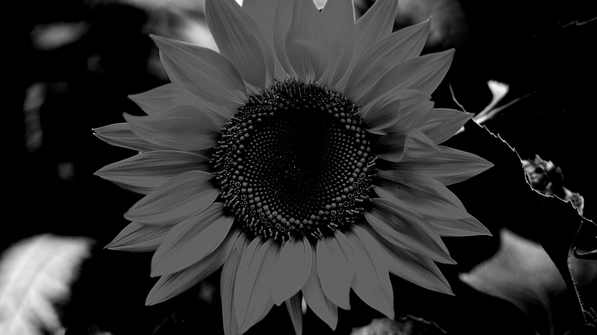 Подсолнух на поле обои