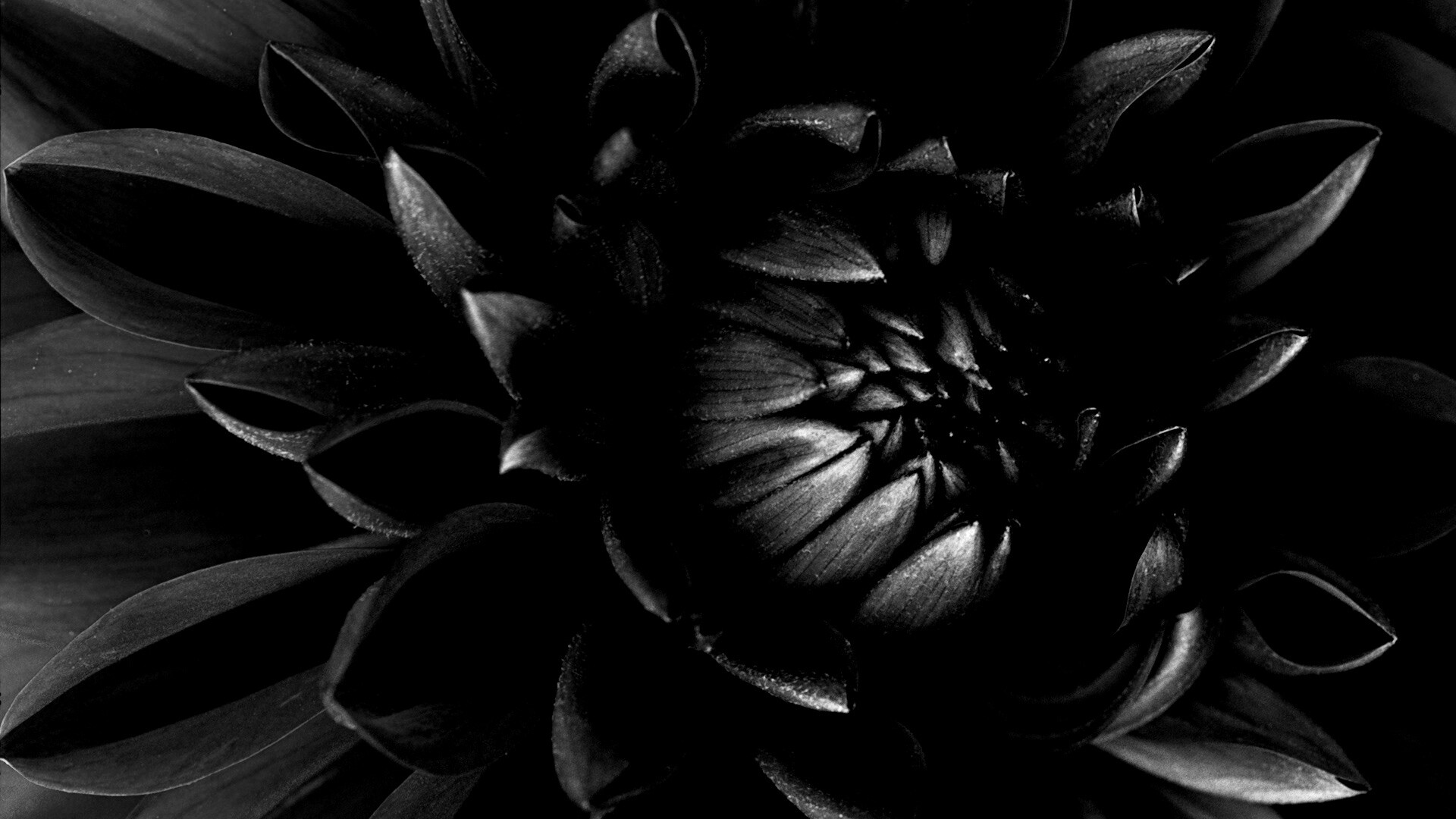 Цветок обои