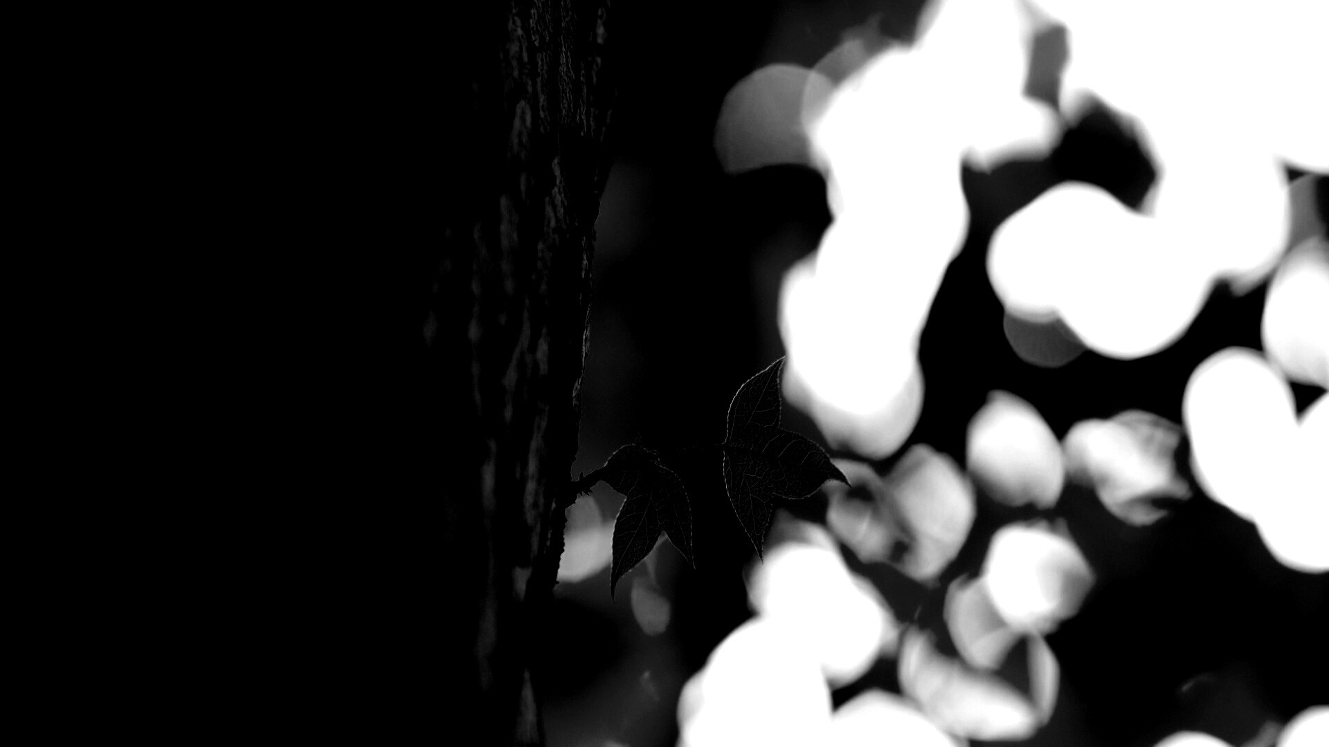 Листок на стволе дерева обои