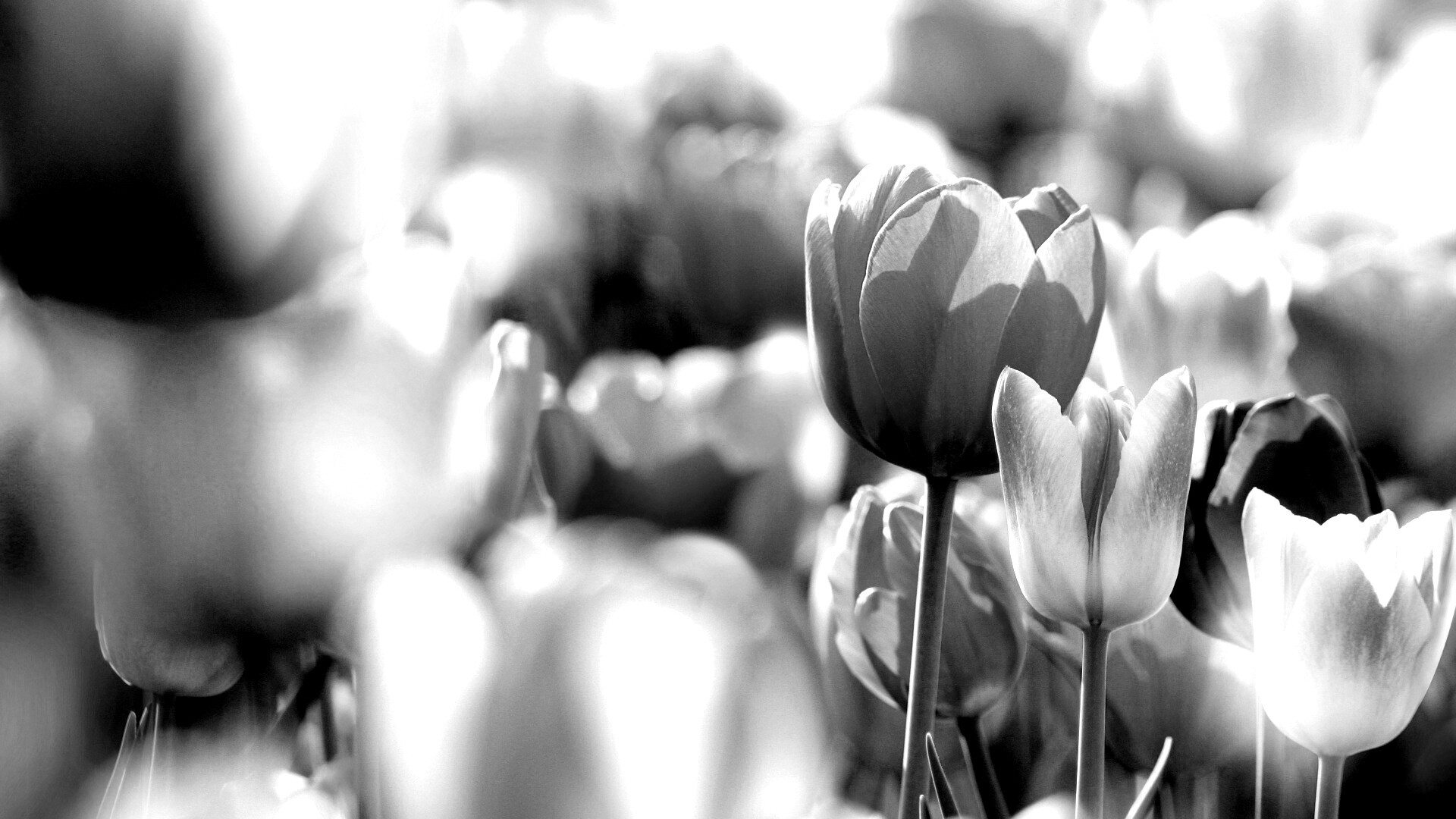 Красивые тюльпаны обои