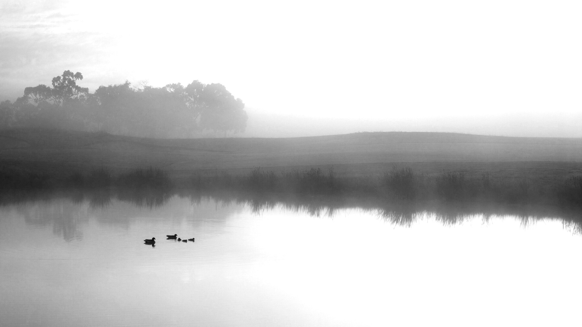 Ducks on a Misty Pond обои