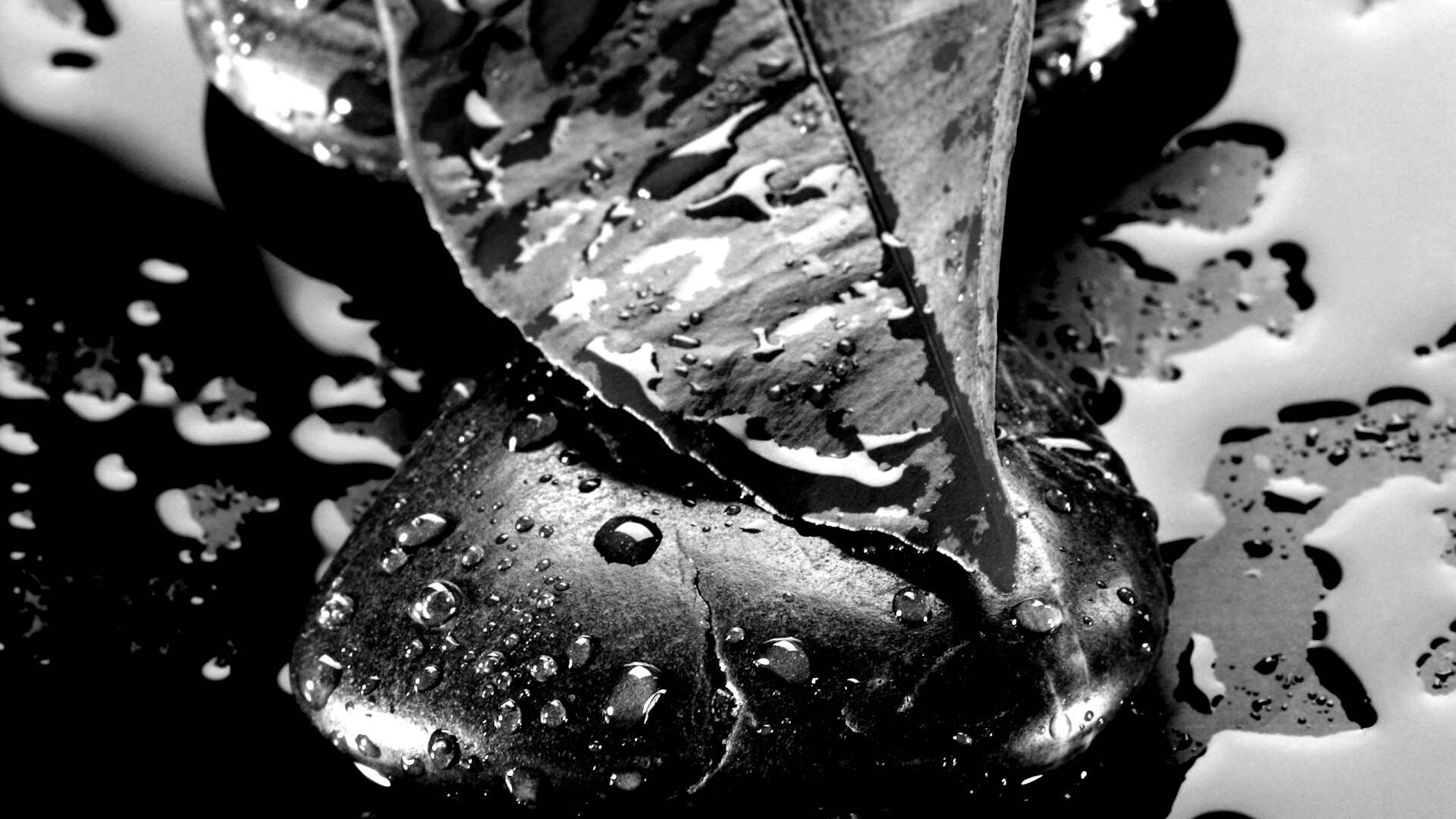 Зеленый лист на черных камнях обои