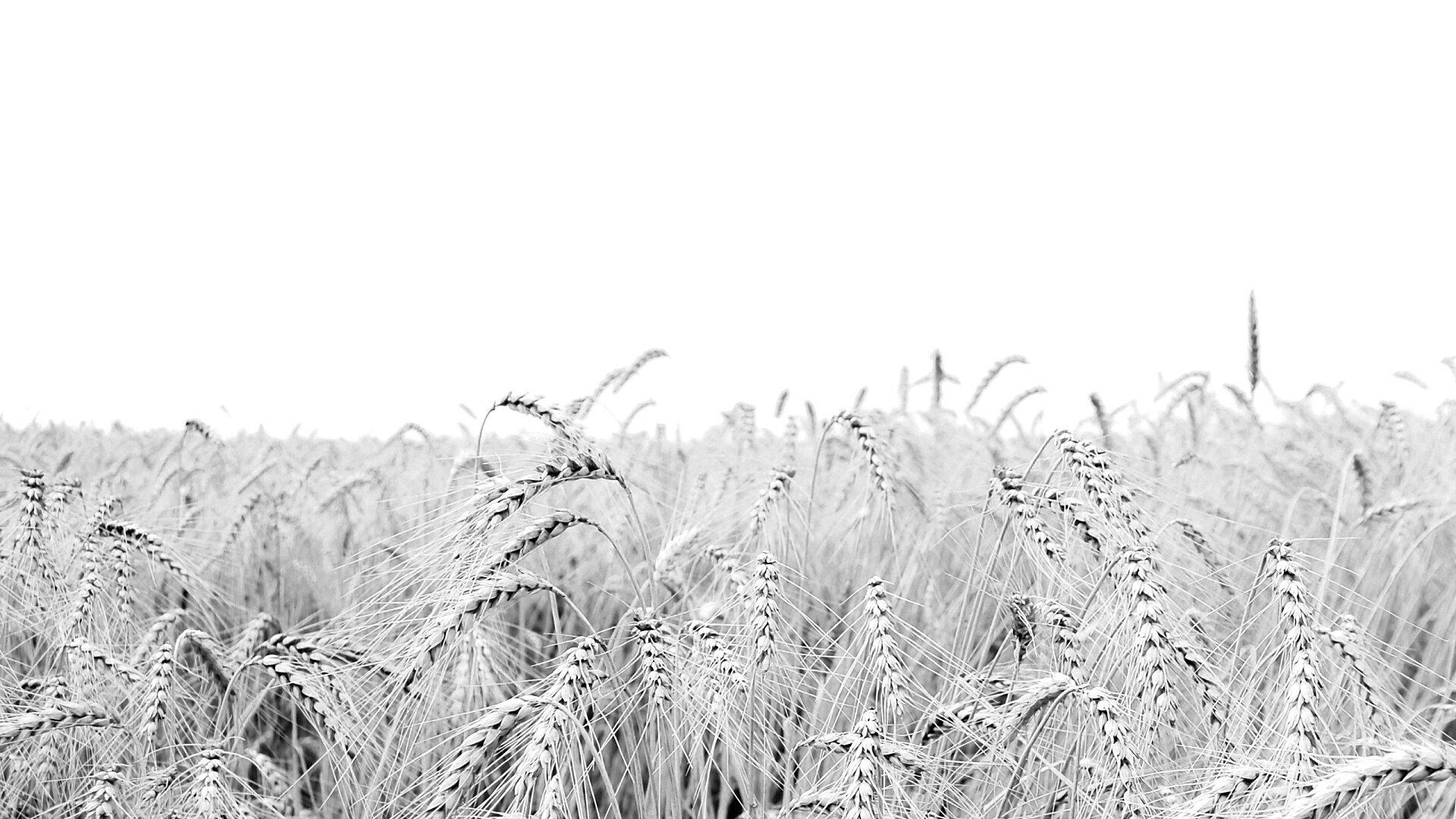 Поле колосьев обои