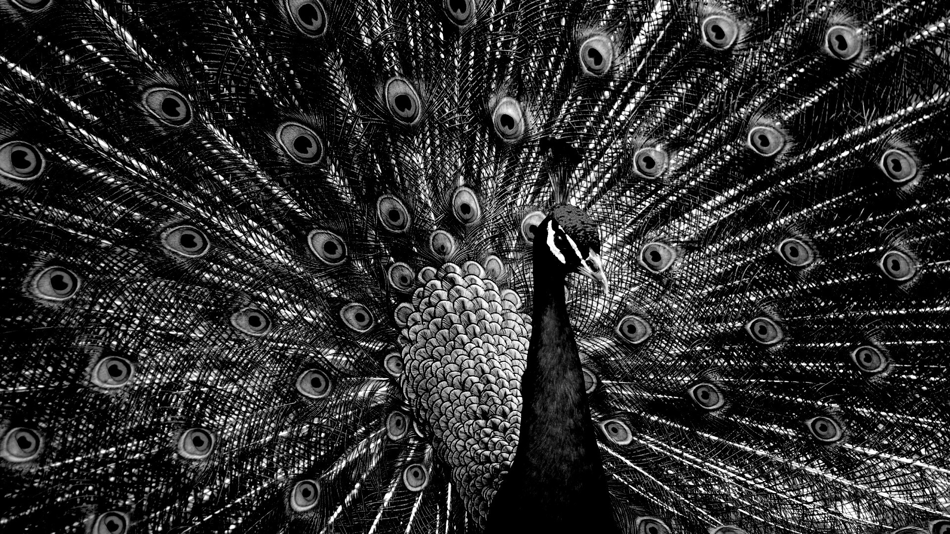 Красивый павлин обои