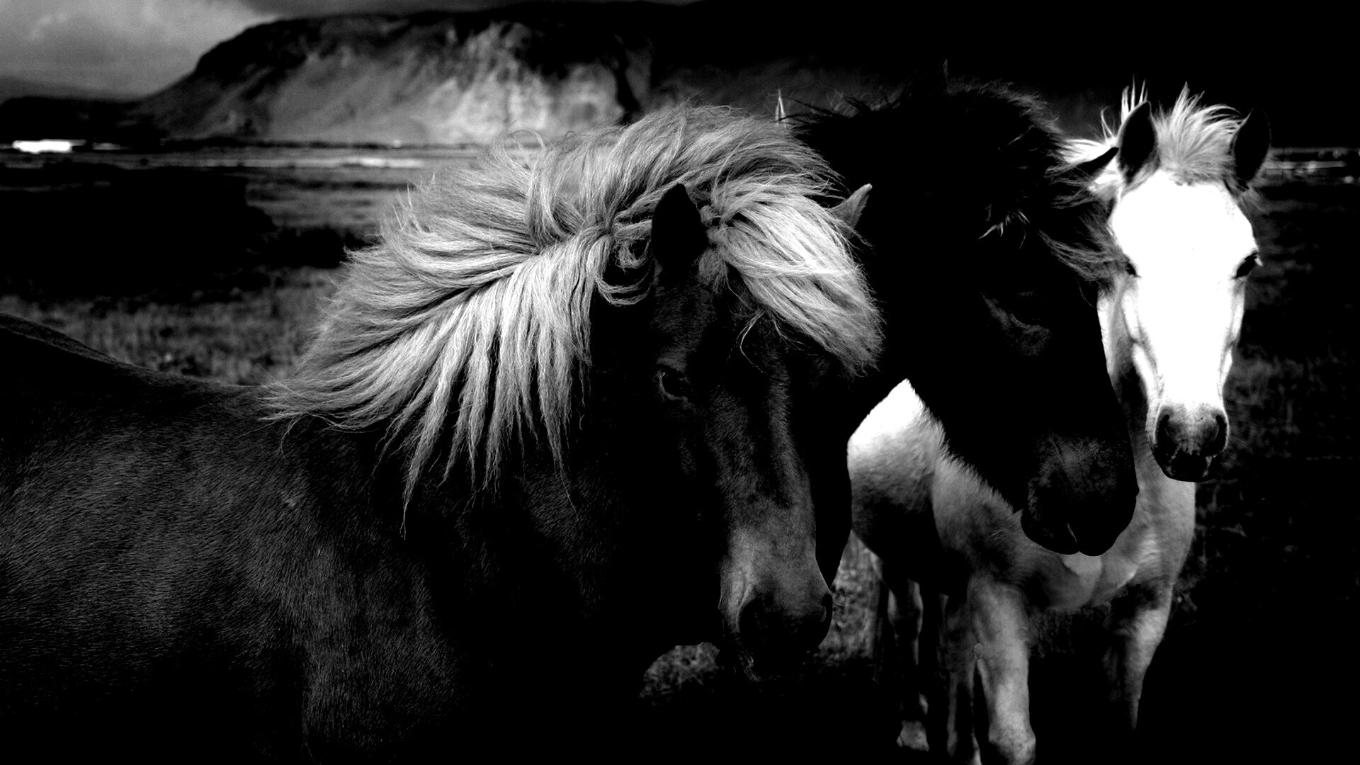 Мустанги обои