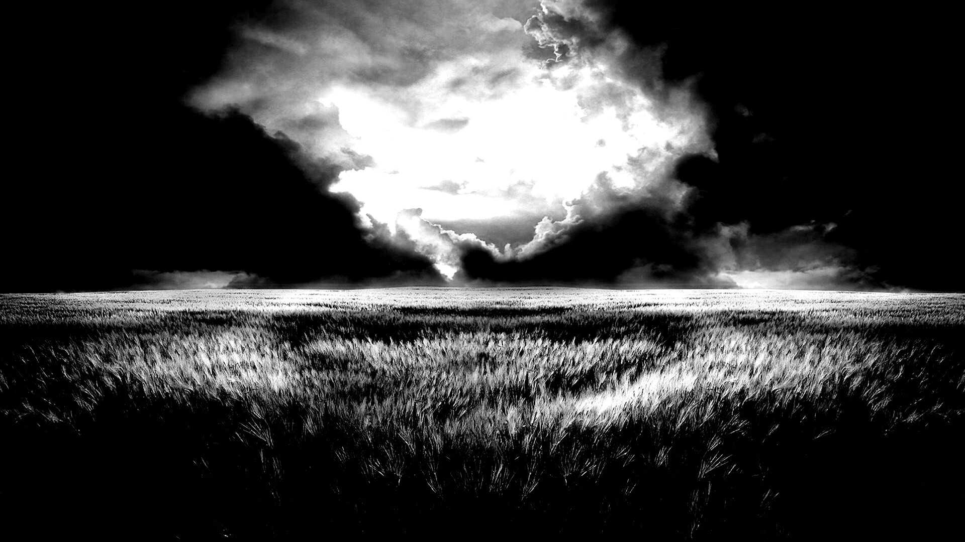 Травяное раздолье обои