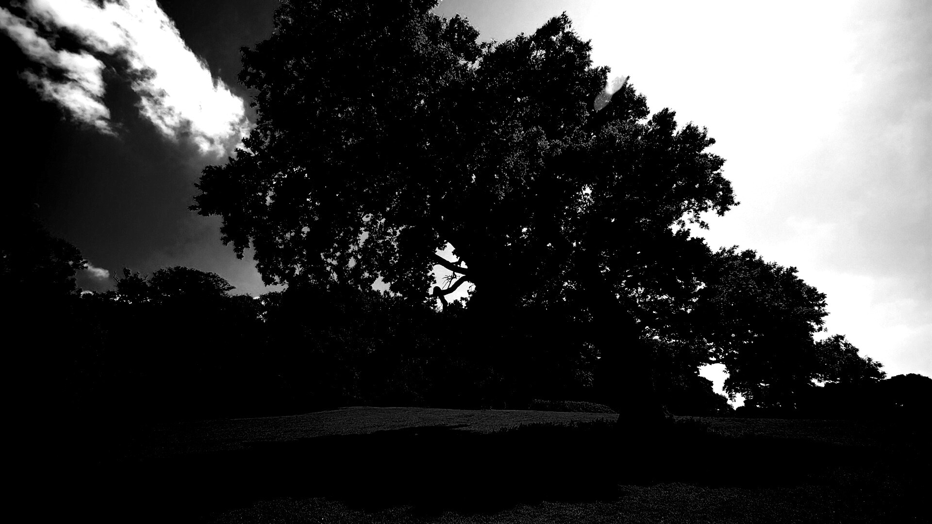 Большое зеленое дерево на лужайке обои