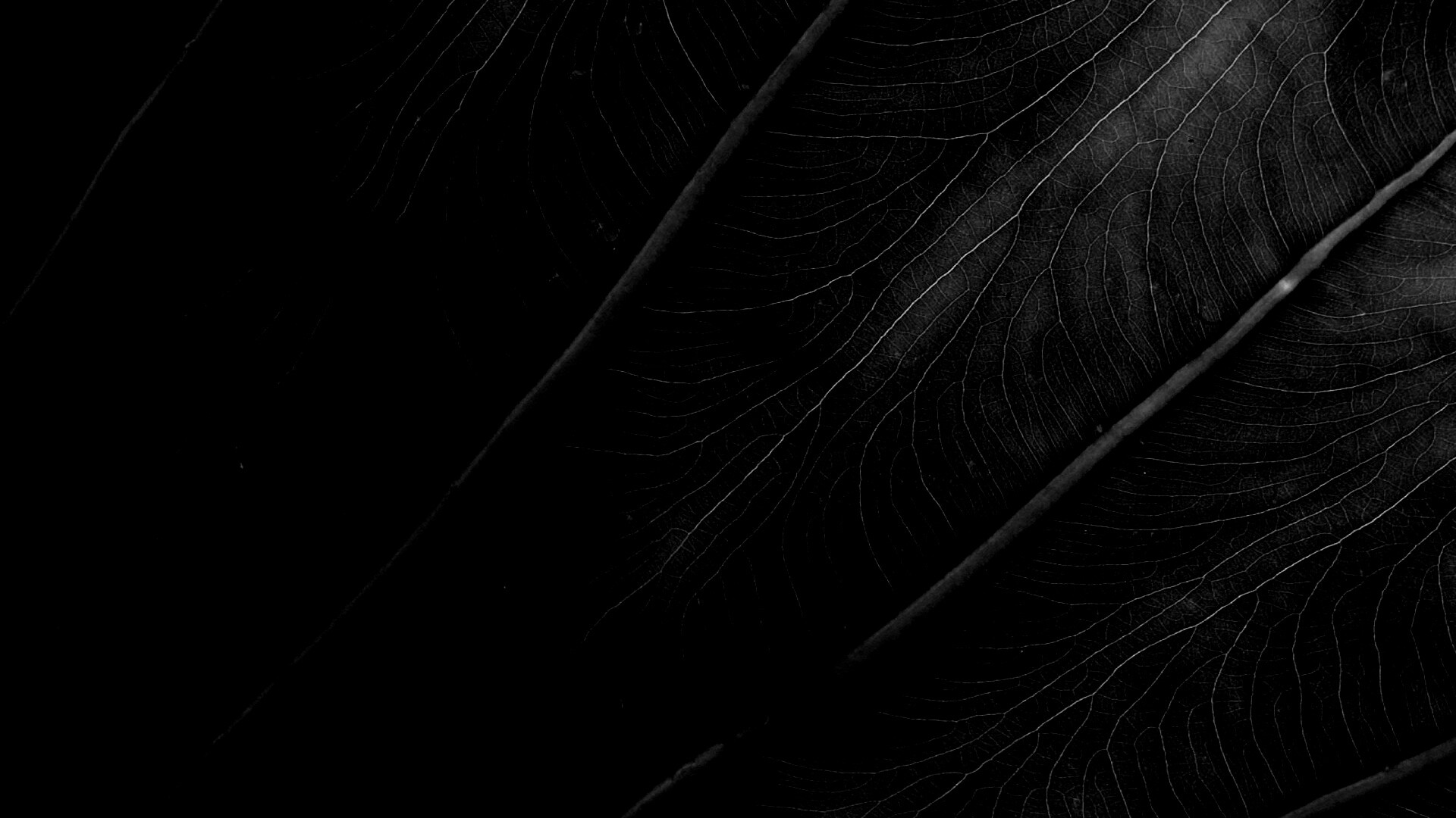 Прожилки на листе обои