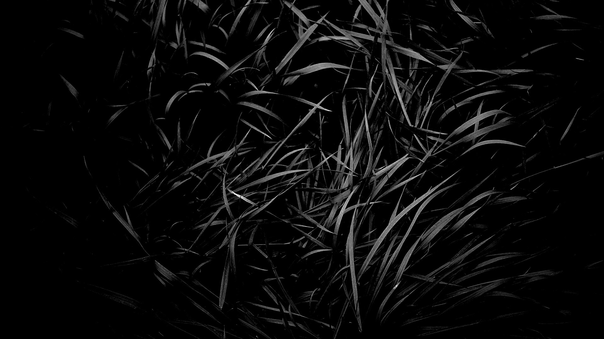 Блеклая трава обои