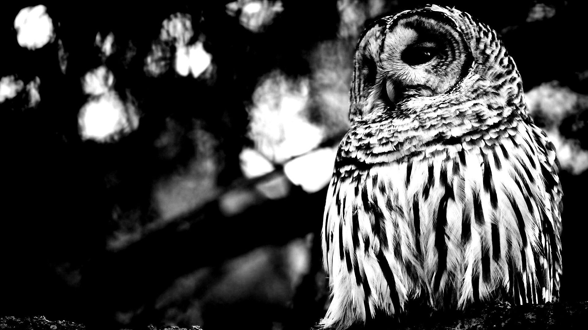 Сова на ветке обои