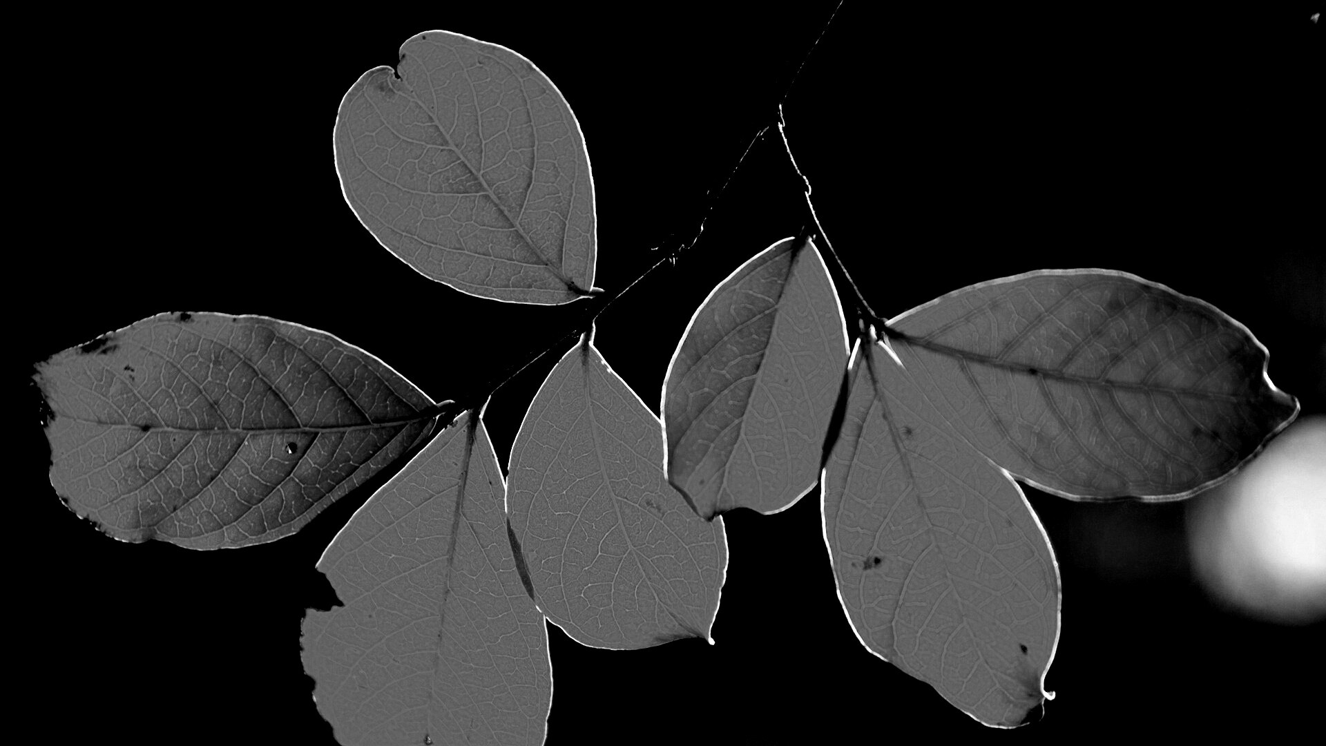 Ветка с оранжевыми листьями обои