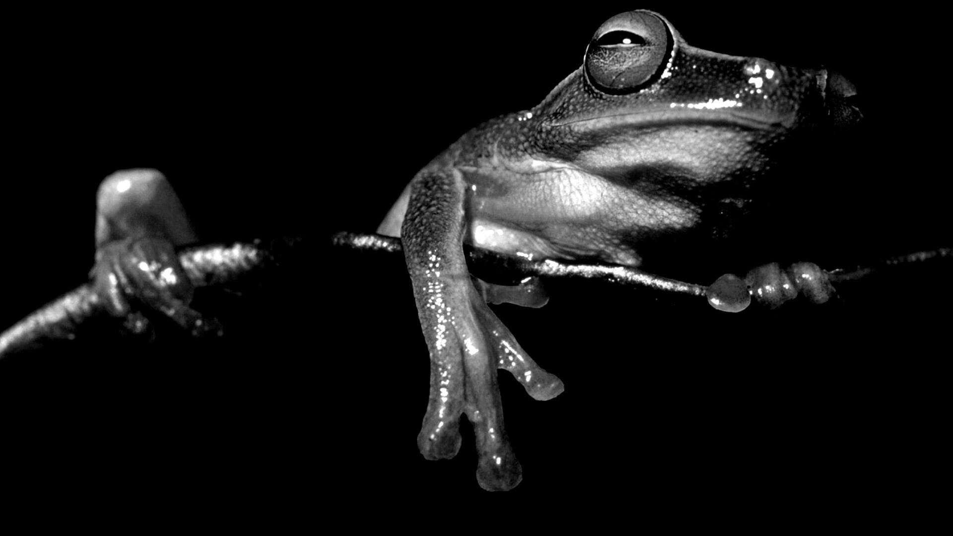 Лягушка на отдыхе обои