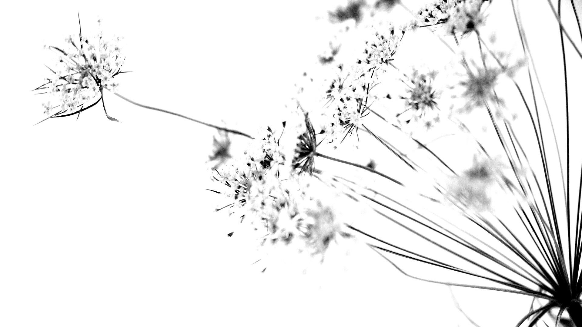 Цветы в макро обои