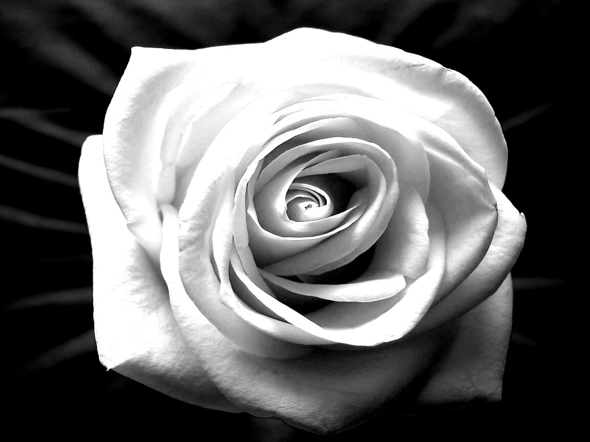 Белая роза обои