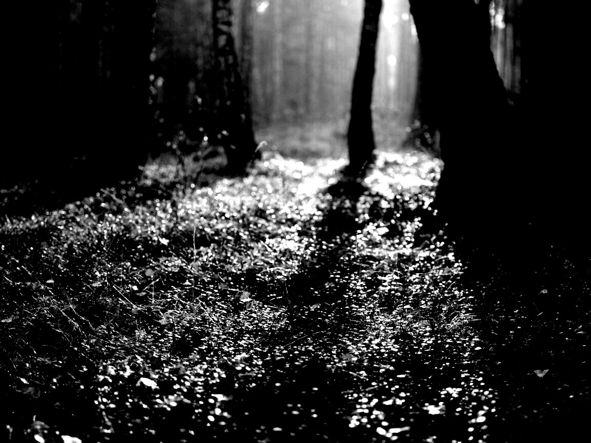 Лесная земля обои