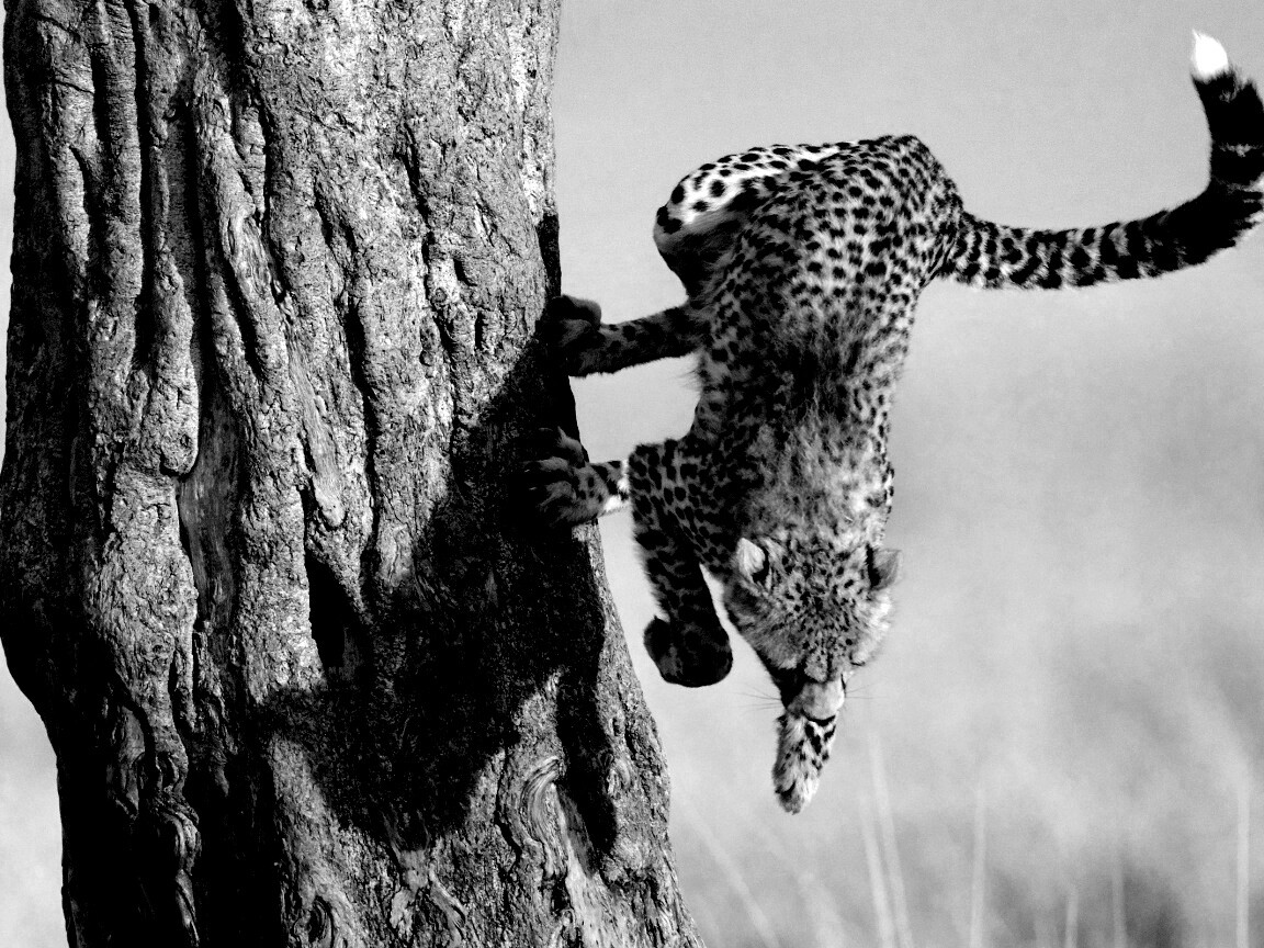 Скалолаз обои