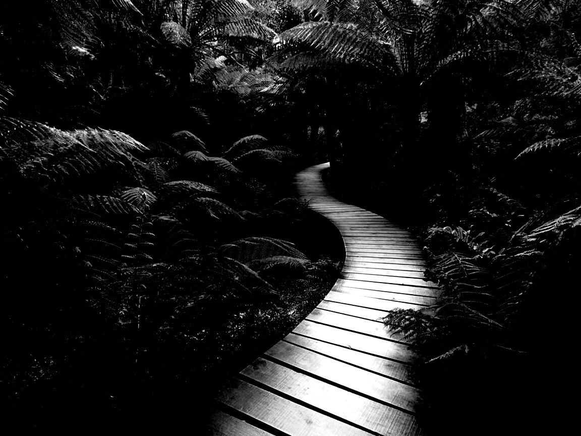 Дорожка в зарослях обои