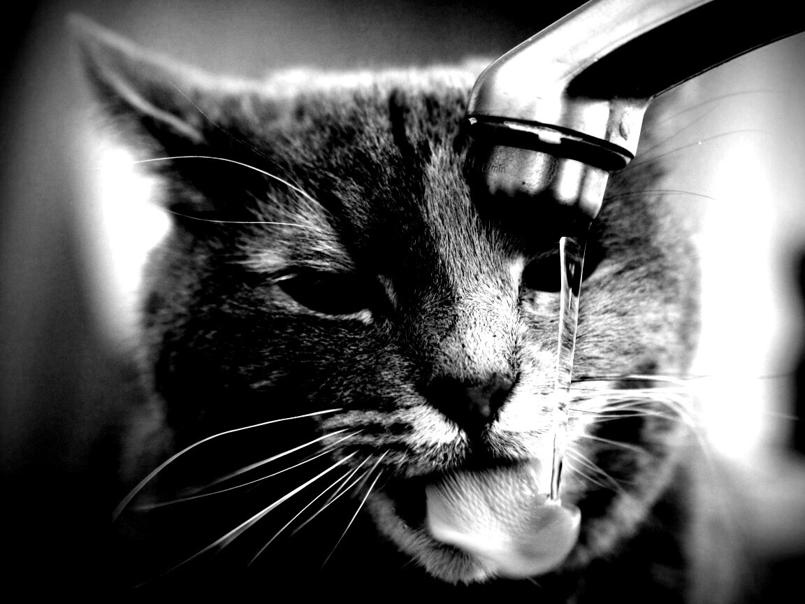Кот пьет из под крана обои