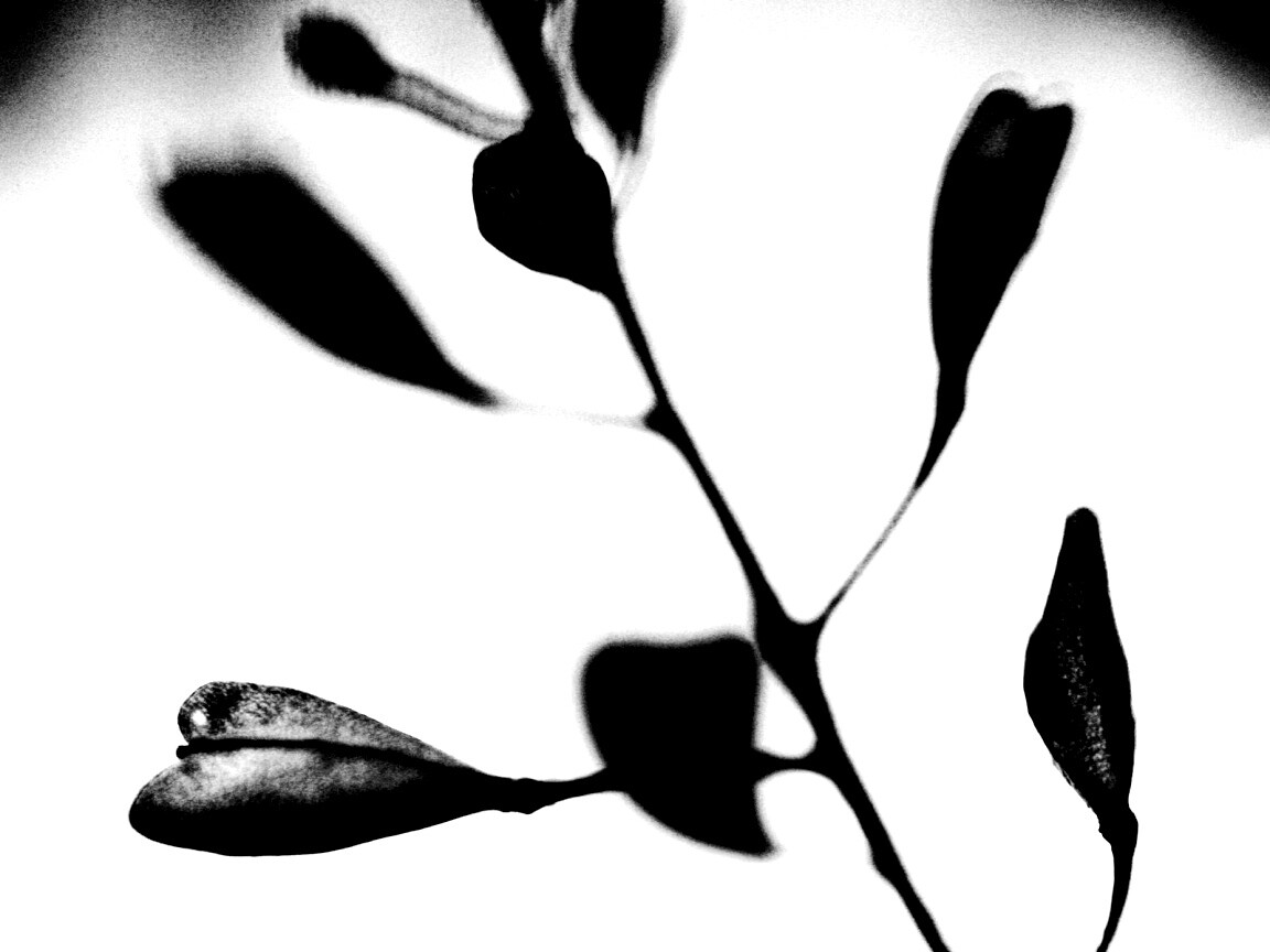 Усыхающие листья обои