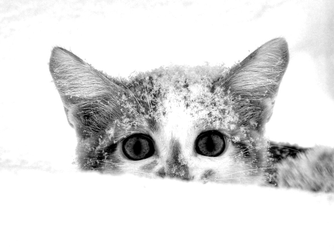 Рыжий котёнок в снегу обои