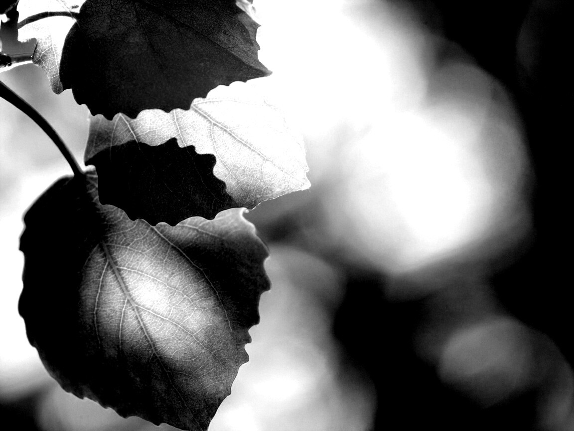 Макро фото осенней листвы обои