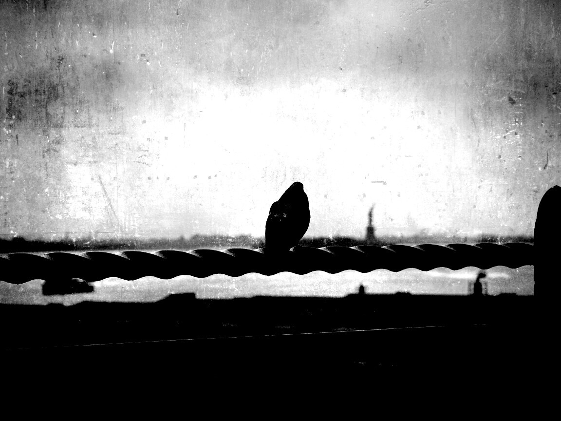 Голубь в Нью-Йоркских доках обои