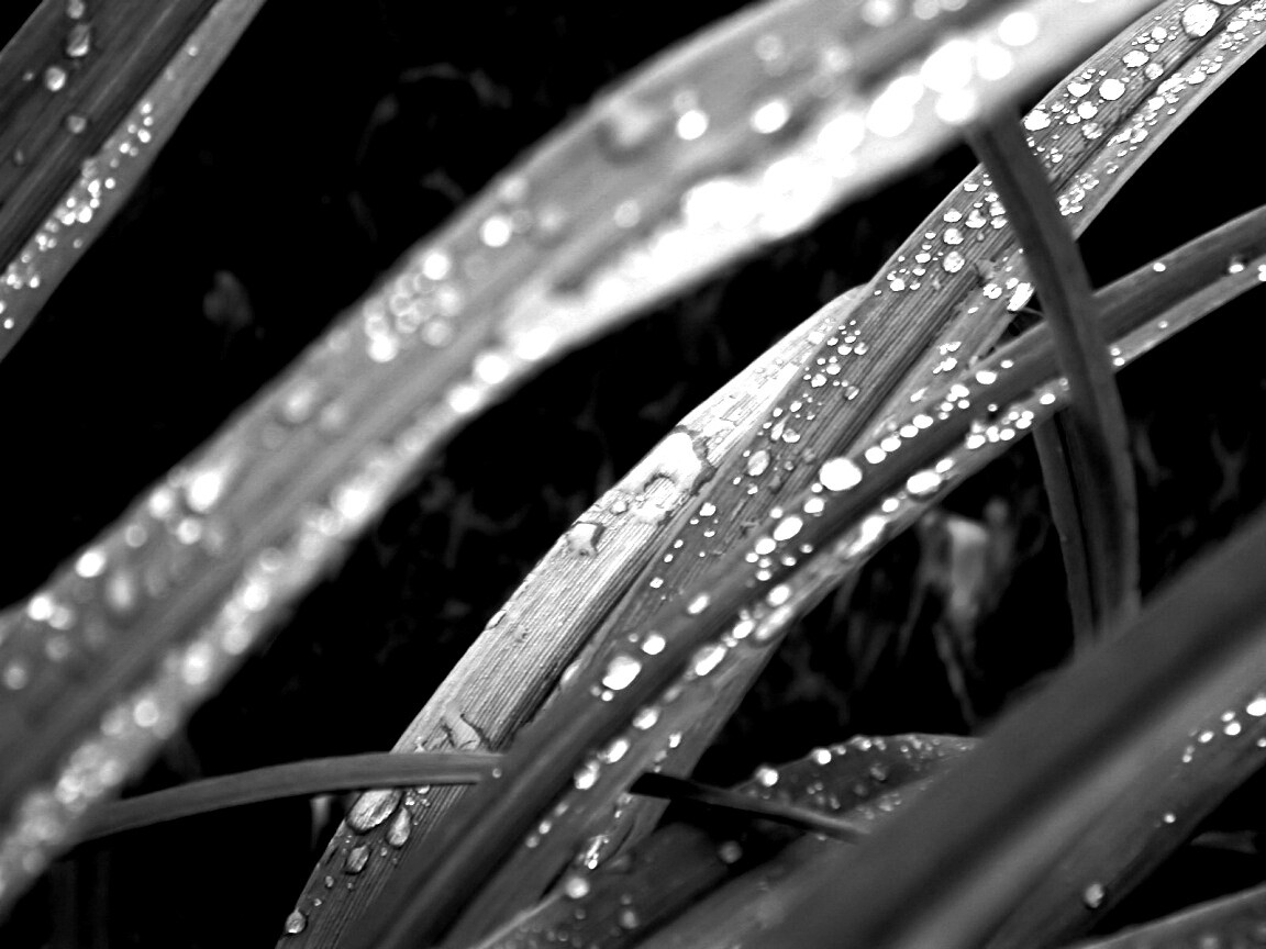 Роса на траве обои